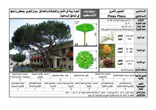 ‫العربي‬ ‫االسم‬‫الصنوبر‬‫الثمري‬‫استخدامات‬
‫الالندسكيب‬
‫زينة‬ ‫شجرة‬‫واحلدائق‬ ‫والطرقات‬ ‫الشوارع‬ ‫يف‬.‫شجري‬ ‫سياج‬.‫زراعتها‬ ‫ميكن‬
.‫الساحلية‬‫املناطق‬‫يف‬ ‫الالتيين‬ ‫االسم‬Pinus Pinea
‫االرتفاع‬
‫الشجرة‬ ‫قطر‬
‫اجلذع‬ ‫قطر‬
‫الشجرة‬ ‫منط‬
‫الورق‬ ‫لون‬
‫شكل‬
‫الورق‬
‫الزهرة‬ ‫لون‬
‫شكل‬
‫الزهرة‬
‫الثمرة‬ ‫لون‬
‫شكل‬
‫الثمرة‬
‫تساق‬‫األوراق‬ ‫ط‬
‫ا‬‫ملعايري‬‫املناخية‬
‫والرتبة‬
√√√√√
‫ا‬‫ملعايري‬
‫اجلي‬‫ولوجية‬
‫ل‬‫لرتبة‬√√√√
‫النمو‬ ‫معدل‬
‫اإلزهار‬ ‫فرتة‬
 