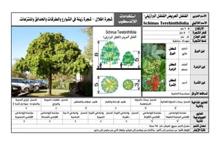 ‫العربي‬ ‫االسم‬"‫الربازيلي‬‫العريض"الفلفل‬‫الفلفل‬‫استخدامات‬
‫الالندسكيب‬‫إظالل‬‫شجرة‬–‫زينة‬‫شجرة‬‫واملنتزهات‬ ‫واحلدائق‬‫والطرقات‬‫الشوارع‬‫يف‬.
‫الالتيين‬ ‫االسم‬Schinus Terebinthifolia
‫االرتفاع‬
‫الشجرة‬ ‫قطر‬
‫اجلذع‬ ‫قطر‬
‫الشجرة‬ ‫منط‬
‫الورق‬ ‫لون‬
‫شكل‬
‫ال‬‫ورق‬
‫الزهرة‬ ‫لون‬
‫شكل‬
‫الزهرة‬
‫الثمرة‬ ‫لون‬
‫شكل‬
‫الثمرة‬
‫األوراق‬ ‫تساقط‬
‫ا‬‫ملعايري‬‫املناخية‬
‫والرتبة‬
√√√
‫ا‬‫ملعايري‬
‫اجليولوجية‬
‫ل‬‫لرتبة‬√√
‫النمو‬ ‫معدل‬
‫اإلزهار‬ ‫فرتة‬
 