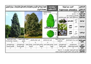‫العربي‬ ‫االسم‬‫السرو‬-‫سرو‬‫أريزونا‬‫استخدامات‬
‫الالندسكيب‬
‫زينية‬ ‫شجرة‬‫واملنتزهيات‬ ‫واحليدائق‬ ‫والطرقيات‬ ‫الشيوارع‬ ‫يف‬‫شيجري‬ ‫سيياج‬ ،
.‫الرياح‬‫ومصدات‬ ‫الالتيين‬ ‫االسم‬Cupressus arizonica
‫االرتفاع‬
‫الشجرة‬ ‫قطر‬
‫اجلذع‬ ‫قطر‬
‫الشجرة‬ ‫منط‬
‫الورق‬ ‫لون‬‫الورق‬ ‫شكل‬
‫الزهرة‬ ‫لون‬
‫شكل‬
‫الزهرة‬
‫الثمرة‬ ‫لون‬
‫شكل‬
‫الثمرة‬
‫األوراق‬ ‫تساقط‬
‫ا‬‫ملعايري‬‫املناخية‬
‫والرتبة‬
√√√√
‫ا‬‫ملعايري‬
‫اجليولوجية‬
‫ل‬‫لرتبة‬√√√√
‫النمو‬ ‫معدل‬
‫اإلزهار‬ ‫فرتة‬
 