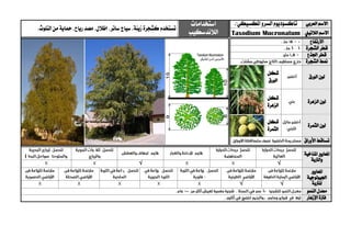 ‫العربي‬ ‫االسم‬."‫املكسيكي‬‫السرو‬‫تاكسوديوم‬‫استخدامات‬
‫الالندسكيب‬‫ت‬‫ستخدم‬‫كشجرة‬‫زينة‬‫سيا‬ ،.‫التلوث‬ ‫من‬ ‫محاية‬ ،‫رياح‬ ‫مصد‬ ،‫إظالل‬ ،‫ساتر‬ ‫ج‬
‫الالتيين‬ ‫االسم‬Taxodium Mucronatum
‫االرتفاع‬
‫الشجرة‬ ‫قطر‬
‫اجلذع‬ ‫قطر‬
‫الشجرة‬ ‫منط‬
‫الورق‬ ‫لون‬
‫شكل‬
‫الورق‬
‫الزهرة‬ ‫لون‬
‫شكل‬
‫الزهرة‬
‫الثمرة‬ ‫لون‬
‫شكل‬
‫الثمرة‬
‫األوراق‬ ‫تساقط‬
‫ا‬‫ملعايري‬‫املناخية‬
‫والرتبة‬
√√
‫ا‬‫ملعايري‬
‫اجليولوجية‬
‫ل‬‫لرتبة‬√√
‫النمو‬ ‫معدل‬
‫اإلزهار‬ ‫فرتة‬
 