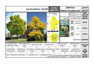 ‫العربي‬ ‫االسم‬‫الكاذب‬‫السنط‬‫استخدامات‬
‫الالندسكيب‬‫زينة‬‫شجرة‬‫ومصد‬‫شجري‬ ‫سياج‬،.‫رياح‬
‫الالتيين‬ ‫االسم‬Robinia Pseudoacacia
‫االرتفاع‬
‫الشجرة‬ ‫قطر‬
‫اجلذع‬ ‫قطر‬
‫الشجرة‬ ‫منط‬
‫الورق‬ ‫لون‬
‫شكل‬
‫الورق‬
‫الزهرة‬ ‫لون‬
‫شكل‬
‫الزهرة‬
‫الثمرة‬ ‫لون‬
‫شكل‬
‫الثمرة‬
‫األوراق‬ ‫تساقط‬
‫ا‬‫ملعايري‬‫املناخية‬
‫والرتبة‬
√√√√√
‫ا‬‫ملعايري‬
‫اجليولوجية‬
‫ل‬‫لرتبة‬√√√√√
‫النمو‬ ‫معدل‬
‫اإلزهار‬ ‫فرتة‬
 