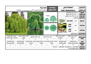 ‫العربي‬ ‫االسم‬‫البابلي‬‫الصفصاف‬‫استخدامات‬
‫الالندسكيب‬
‫زينة‬‫شجرة‬.
‫الالتيين‬ ‫االسم‬Salix Babylonica
‫االرتفا‬‫ع‬
‫الشجرة‬ ‫قطر‬
‫اجلذع‬ ‫قطر‬
‫الشجرة‬ ‫منط‬
‫الورق‬ ‫لون‬‫الورق‬ ‫شكل‬
‫الزهرة‬ ‫لون‬
‫شكل‬
‫الزهرة‬
‫الثمرة‬ ‫لون‬
‫شكل‬
‫الثمرة‬
‫األ‬ ‫تساقط‬‫وراق‬
‫ا‬‫ملعايري‬‫املناخية‬
‫والرتبة‬
√√√√
‫ا‬‫ملعايري‬
‫اجليو‬‫لوجية‬
‫ل‬‫لرتبة‬√√√
‫النمو‬ ‫معدل‬
‫اإلزهار‬ ‫فرتة‬
 