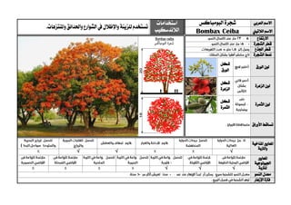 ‫العربي‬ ‫االسم‬‫شجرة‬‫البومباكس‬‫استخدامات‬
‫الالندسكيب‬‫للزينة‬‫تستخدم‬‫واإلظالل‬‫واملنتزهات‬‫واحلدائق‬ ‫الشوارع‬‫يف‬.
‫الالتيين‬ ‫االسم‬Bombax Ceiba
‫االرتفاع‬
‫الشجرة‬ ‫قطر‬
‫اجلذع‬ ‫قطر‬
‫الشجرة‬ ‫منط‬
‫الورق‬ ‫لون‬
‫شكل‬
‫الورق‬
‫الزهرة‬ ‫لون‬
‫شكل‬
‫الزهرة‬
‫الثمرة‬ ‫لون‬
‫شكل‬
‫الثمرة‬
‫األوراق‬ ‫تساقط‬
‫ا‬‫ملعايري‬‫املناخية‬
‫والرتبة‬
√√√
‫ا‬‫ملعايري‬
‫اجليولوجية‬
‫ل‬‫لرتبة‬√√√
‫النمو‬ ‫معدل‬
‫اإلزهار‬ ‫فرتة‬
 