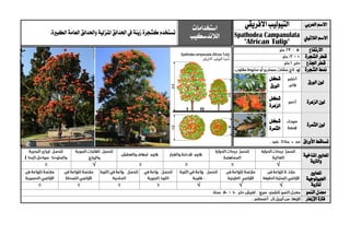 ‫العربي‬ ‫االسم‬‫األفريقي‬‫التيوليب‬‫استخدامات‬
‫الالندسكيب‬‫ت‬‫ستخدم‬‫كشجرة‬‫زينة‬.‫الكبرية‬ ‫العامة‬ ‫واحلدائق‬ ‫املنزلية‬ ‫احلدائق‬ ‫يف‬
‫الالتيين‬ ‫االسم‬Spathodea Campanulata
"African Tulip"
‫االرتفاع‬
‫الشجرة‬ ‫قطر‬
‫اجلذع‬ ‫قطر‬
‫الشجرة‬ ‫منط‬
‫الورق‬ ‫لون‬
‫شكل‬
‫الورق‬
‫الزهرة‬ ‫لون‬
‫شكل‬
‫الزهرة‬
‫الثمرة‬ ‫لون‬
‫شكل‬
‫الثمرة‬
‫األوراق‬ ‫تساقط‬
‫ا‬‫ملعايري‬‫املناخية‬
‫والرتبة‬
√√
‫ا‬‫ملعايري‬
‫اجليولوجية‬
‫ل‬‫لرتبة‬√√√
‫معدل‬‫النمو‬
‫اإلزهار‬ ‫فرتة‬
 