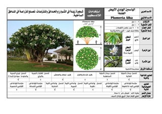 ‫العربي‬ ‫االسم‬
‫اهلندي‬ ‫اليامسني‬‫األبيض‬
"‫"الفتنة‬‫استخدامات‬
‫الالندسكيب‬
‫يج‬‫ي‬‫ش‬‫ري‬‫ية‬‫ي‬‫زين‬‫ة‬‫يات‬‫ي‬‫واملنتزه‬‫يدائق‬‫ي‬‫واحل‬‫يوارع‬‫ي‬‫الش‬‫يف‬.‫ياطق‬‫ي‬‫املن‬‫يف‬‫ية‬‫ي‬‫للزراع‬‫يلح‬‫ي‬‫تص‬
‫ال‬‫ساحلية‬.
‫الالتيين‬ ‫االسم‬Plumeria Alba
‫االرتفاع‬
‫الشج‬ ‫قطر‬‫ري‬‫ة‬
‫قط‬‫اجلذع‬ ‫ر‬
‫الشج‬ ‫منط‬‫ري‬‫ة‬
‫الورق‬ ‫لون‬‫شكل‬
‫الورق‬
‫الزهرة‬ ‫لون‬
‫شكل‬
‫الزهرة‬
‫الثمرة‬ ‫لون‬‫شكل‬
‫الثمرة‬
‫األوراق‬ ‫تساقط‬
‫ا‬‫ملعايري‬‫املناخية‬
‫والرتبة‬
√√√
‫ا‬‫ملعايري‬
‫اجليولوجية‬
‫ل‬‫لرتبة‬√√√√√
‫النمو‬ ‫معدل‬
‫اإلزهار‬ ‫فرتة‬
 