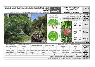 ‫العربي‬ ‫االسم‬
‫اهلندي‬ ‫اليامسني‬‫األمحر‬
‫"الفتنة‬‫احلمراء‬"‫استخدامات‬
‫الالندسكيب‬
‫يج‬‫ي‬‫ش‬‫ري‬‫ية‬‫ي‬‫زين‬‫ة‬‫يات‬‫ي‬‫واملنتزه‬‫يدائق‬‫ي‬‫واحل‬‫يوارع‬‫ي‬‫الش‬‫يف‬.‫ياطق‬‫ي‬‫املن‬‫يف‬‫ية‬‫ي‬‫للزراع‬‫يلح‬‫ي‬‫تص‬
‫ال‬‫ساحلية‬.
‫الالتيين‬ ‫االسم‬Plumeria Rubra
‫االرتفاع‬
‫الشج‬ ‫قطر‬‫ري‬‫ة‬
‫اجلذع‬ ‫قطر‬
‫الشج‬ ‫منط‬‫ري‬‫ة‬
‫الورق‬ ‫لون‬‫شكل‬
‫الورق‬
‫الزهرة‬ ‫لون‬‫شكل‬
‫الزهرة‬
‫الثمرة‬ ‫لون‬‫شكل‬
‫الثمرة‬
‫األوراق‬ ‫تساقط‬
‫ا‬‫ملعايري‬‫املناخية‬
‫والرتبة‬
√√√√
‫ا‬‫ملعايري‬
‫اجليولوجية‬
‫ل‬‫لرتبة‬√√√√
‫النمو‬ ‫معدل‬
‫فرتة‬‫اإلزهار‬
 