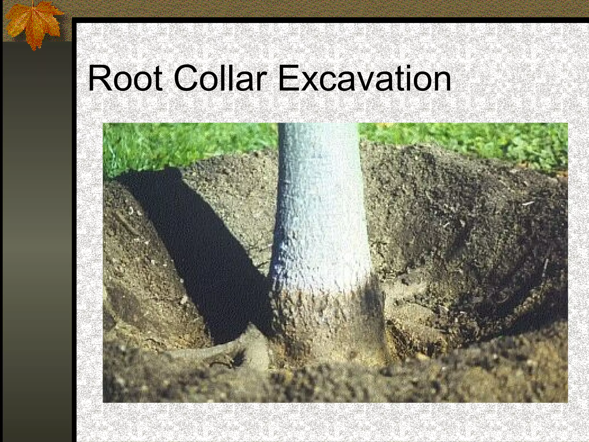 Root Collar Excavation

 