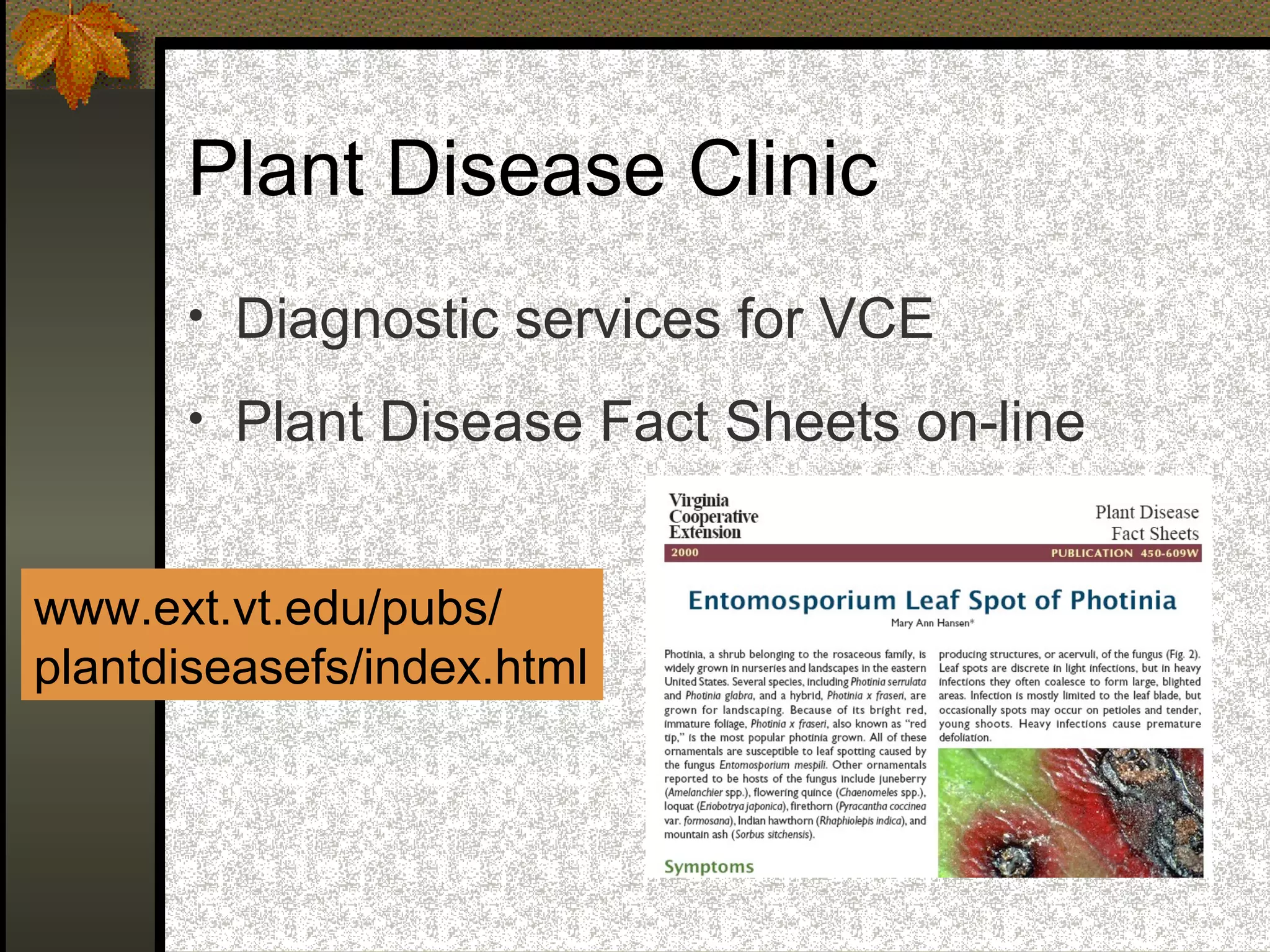 Plant Disease Clinic
• Diagnostic services for VCE
• Plant Disease Fact Sheets on-line

www.ext.vt.edu/pubs/
plantdiseasefs/index.html

 