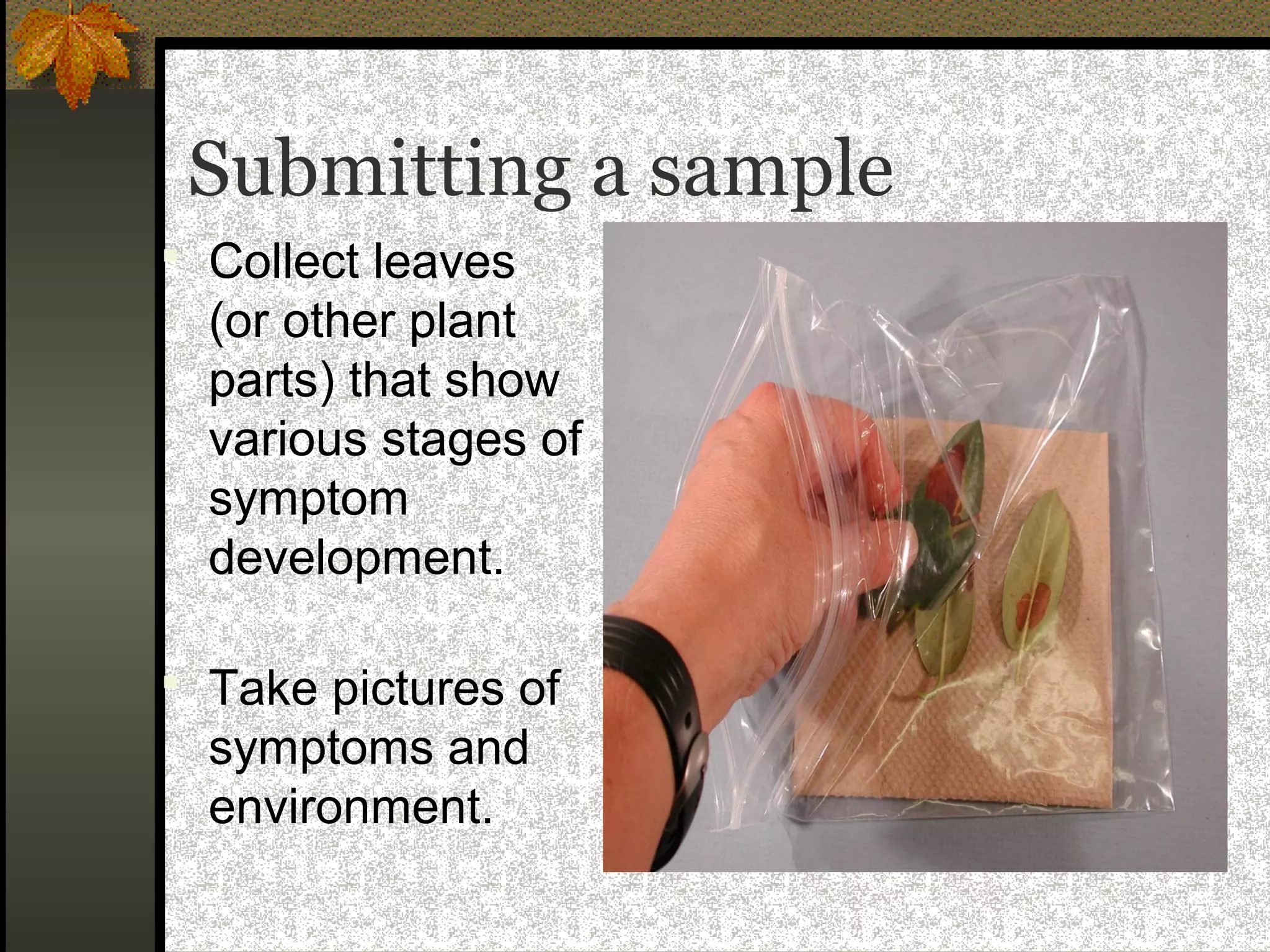 Submitting a sample
 Collect leaves

(or other plant
parts) that show
various stages of
symptom
development.
 Take pictures of

symptoms and
environment.

 
