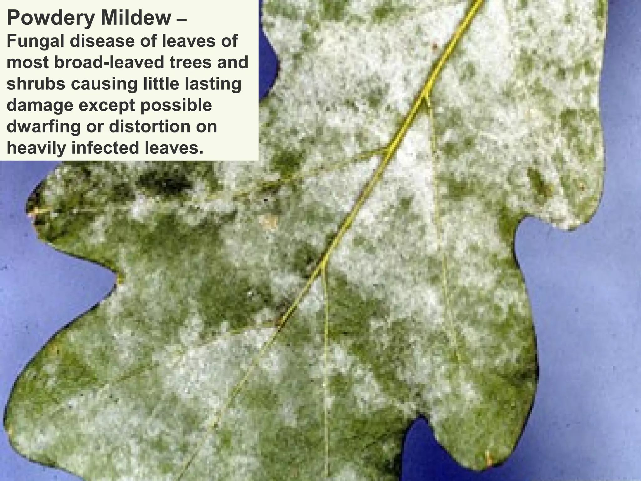 Powdery Mildew –
Fungal disease of leaves of
most broad-leaved trees and
shrubs causing little lasting
damage except possible
dwarfing or distortion on
heavily infected leaves.

 