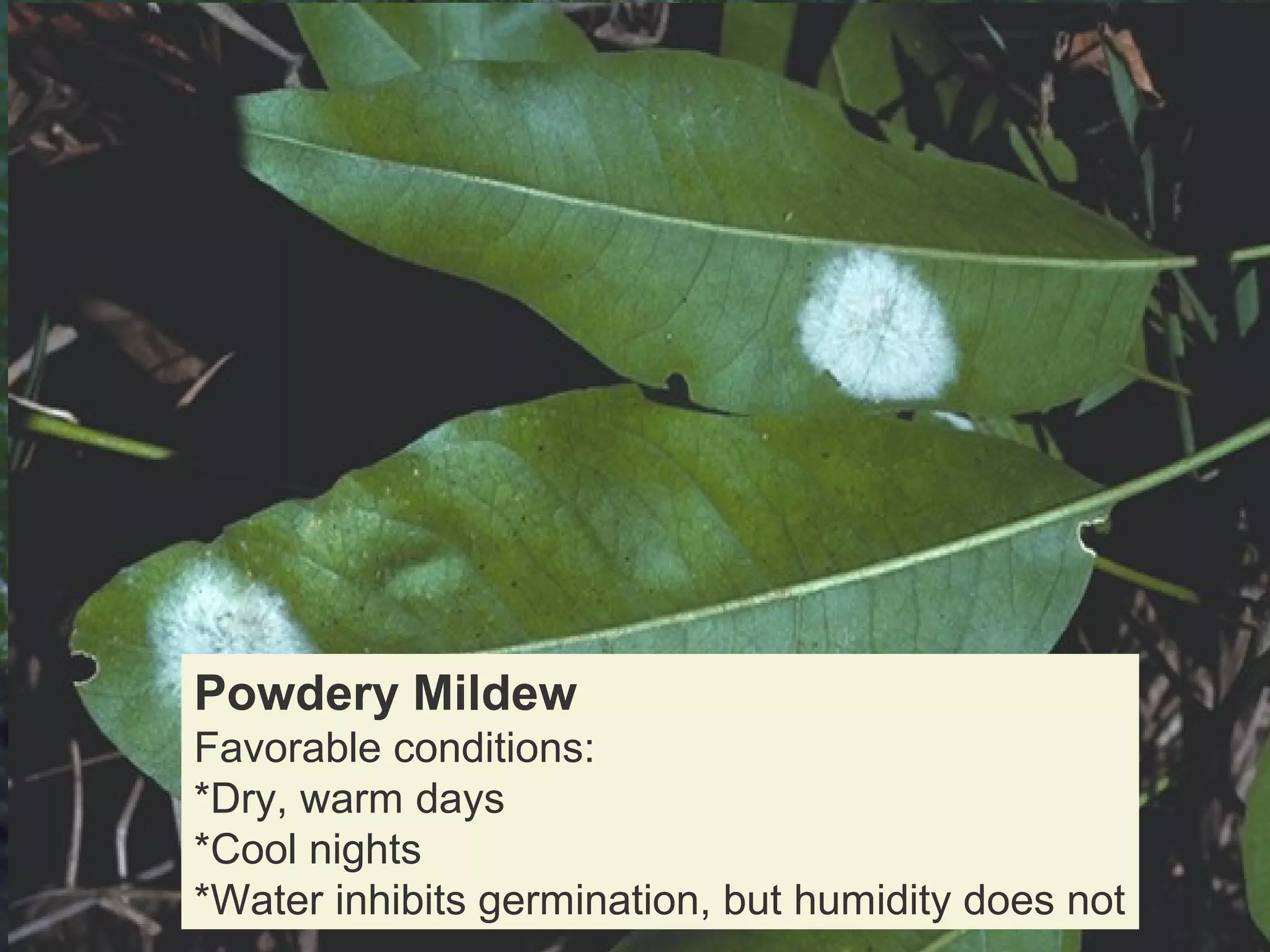 Powdery mildews:
Found world wide
Over 7000 species
Gymnosperms are not infected
Obligate parasites

Powdery Mildew
Favorable conditions:
*Dry, warm days
*Cool nights
*Water inhibits germination, but humidity does not

 