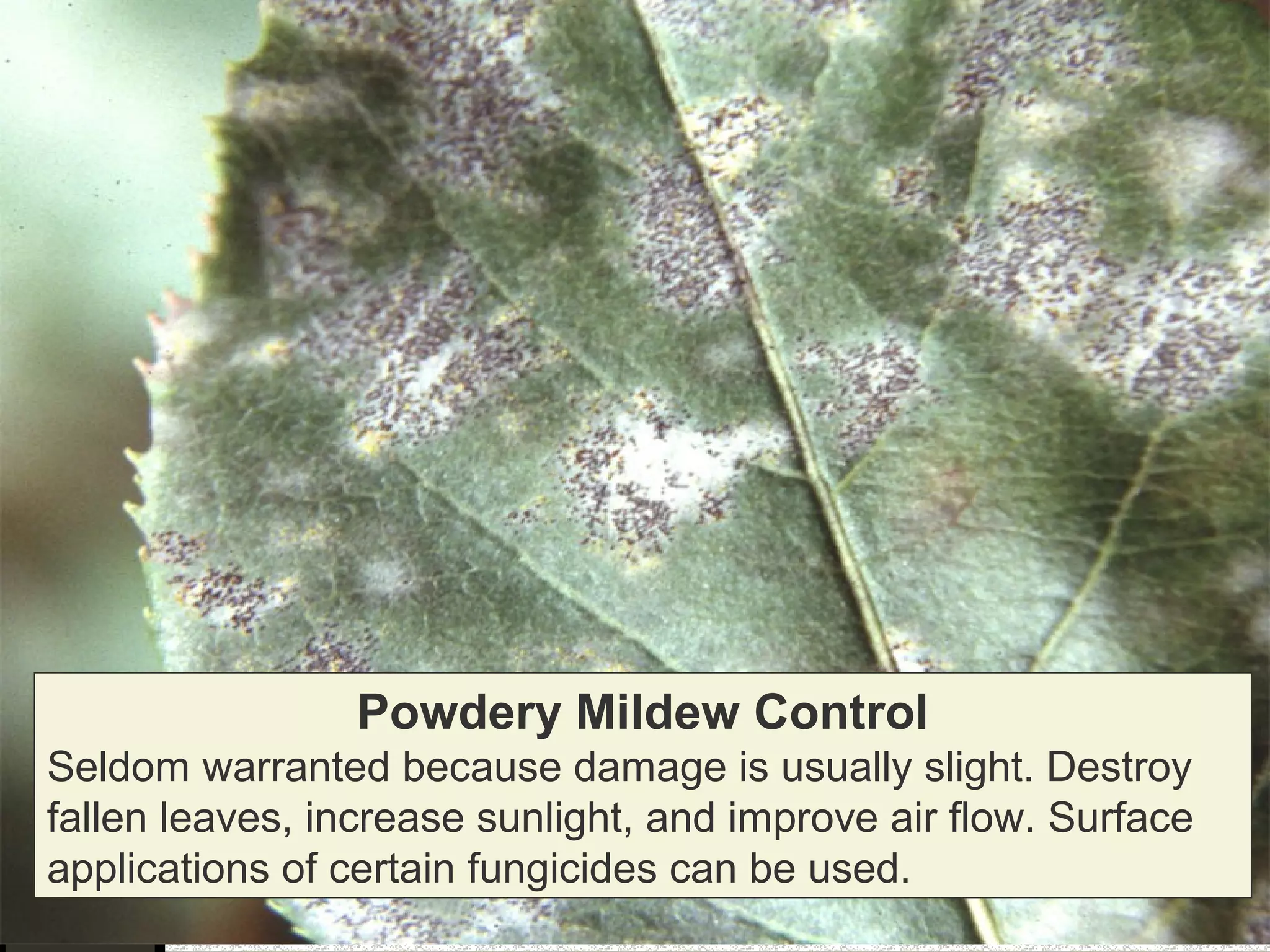 Powdery Mildew Control
Seldom warranted because damage is usually slight. Destroy
fallen leaves, increase sunlight, and improve air flow. Surface
applications of certain fungicides can be used.

 