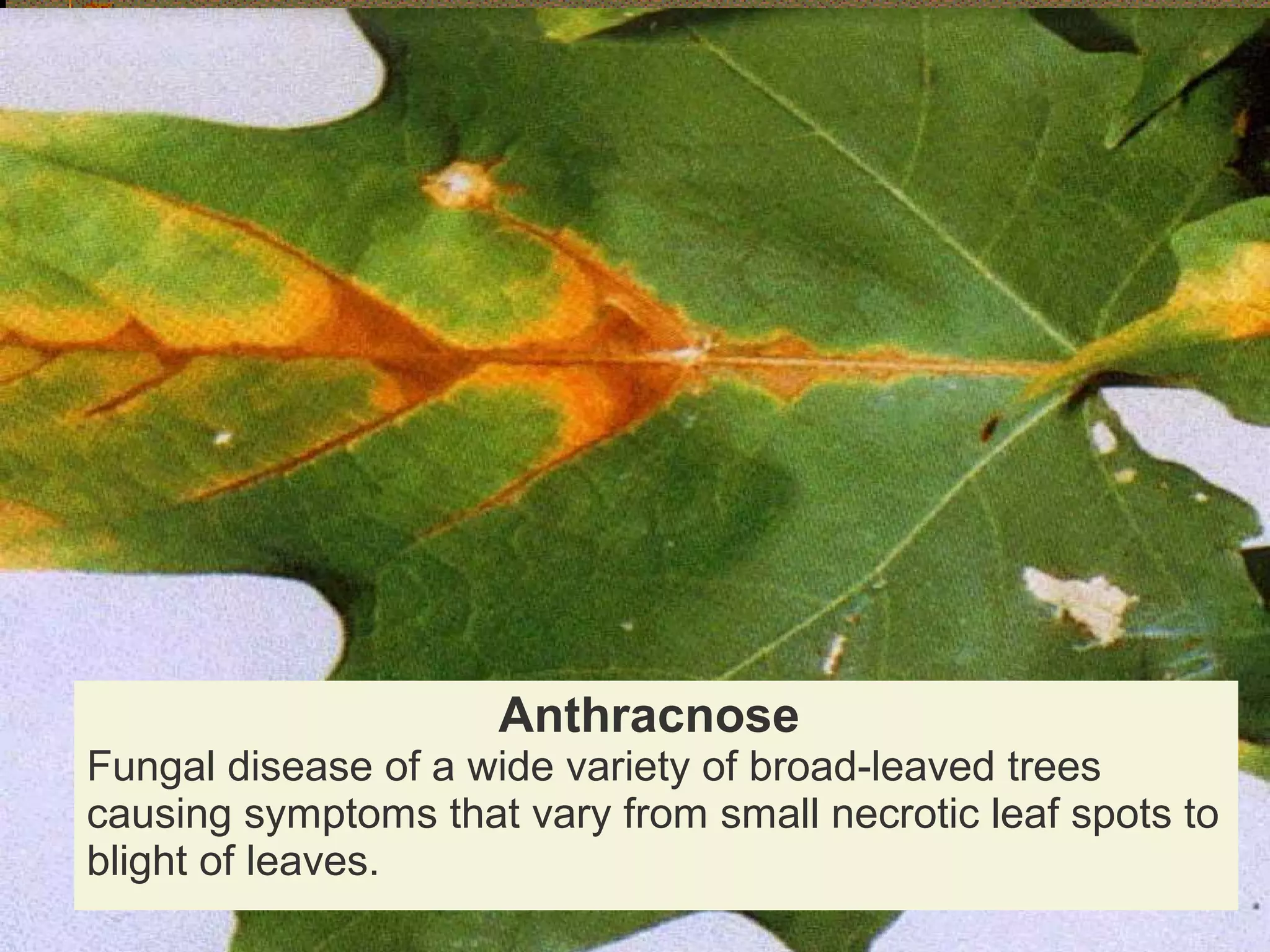 Anthracnose

Fungal disease of a wide variety of broad-leaved trees
causing symptoms that vary from small necrotic leaf spots to
blight of leaves.

 