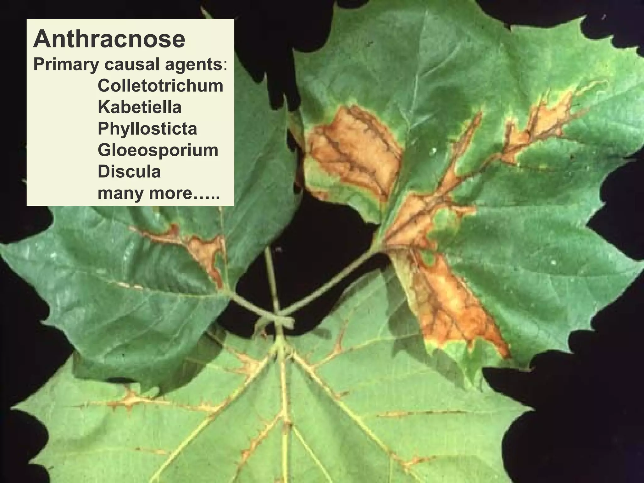 Anthracnose
Primary causal agents:
Colletotrichum
Kabetiella
Phyllosticta
Gloeosporium
Discula
many more…..

 