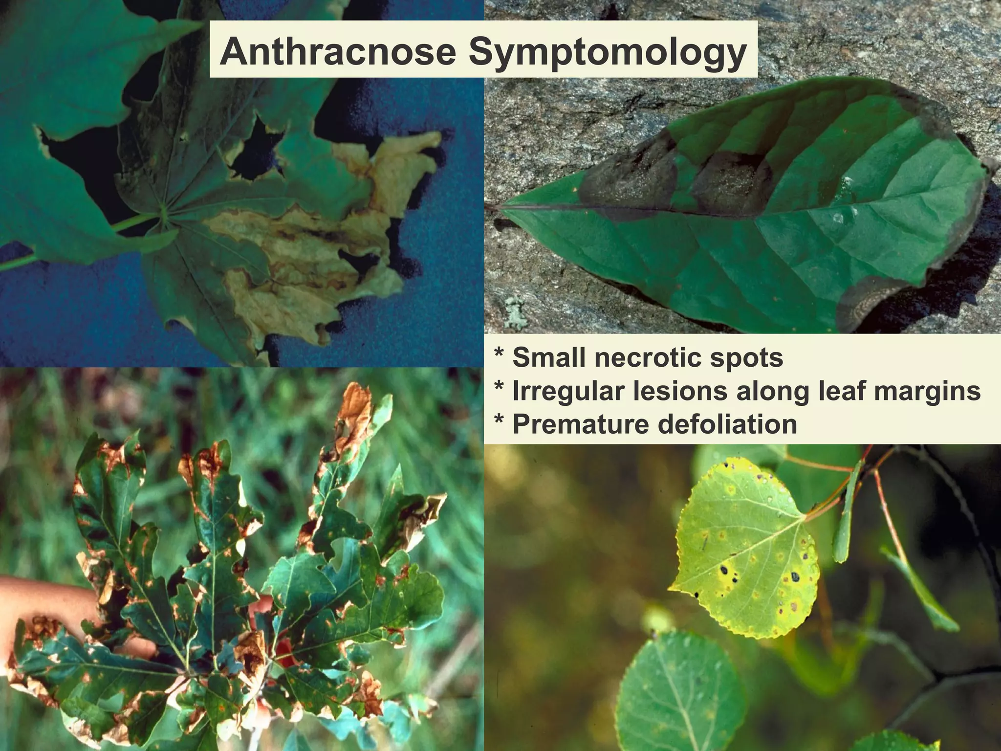 Anthracnose Symptomology

* Small necrotic spots
* Irregular lesions along leaf margins
* Premature defoliation

 
