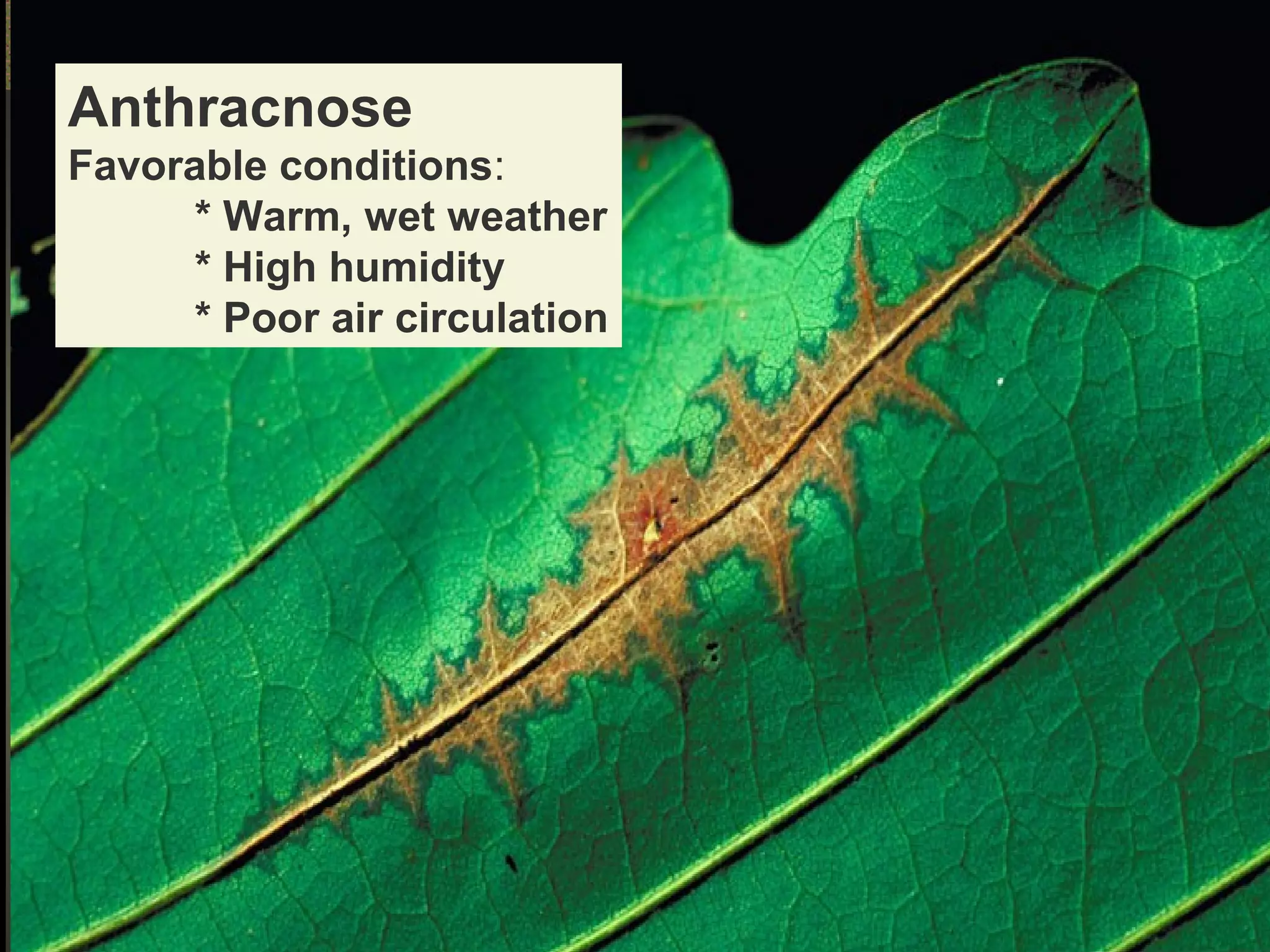 Anthracnose
Favorable conditions:
* Warm, wet weather
* High humidity
* Poor air circulation

 