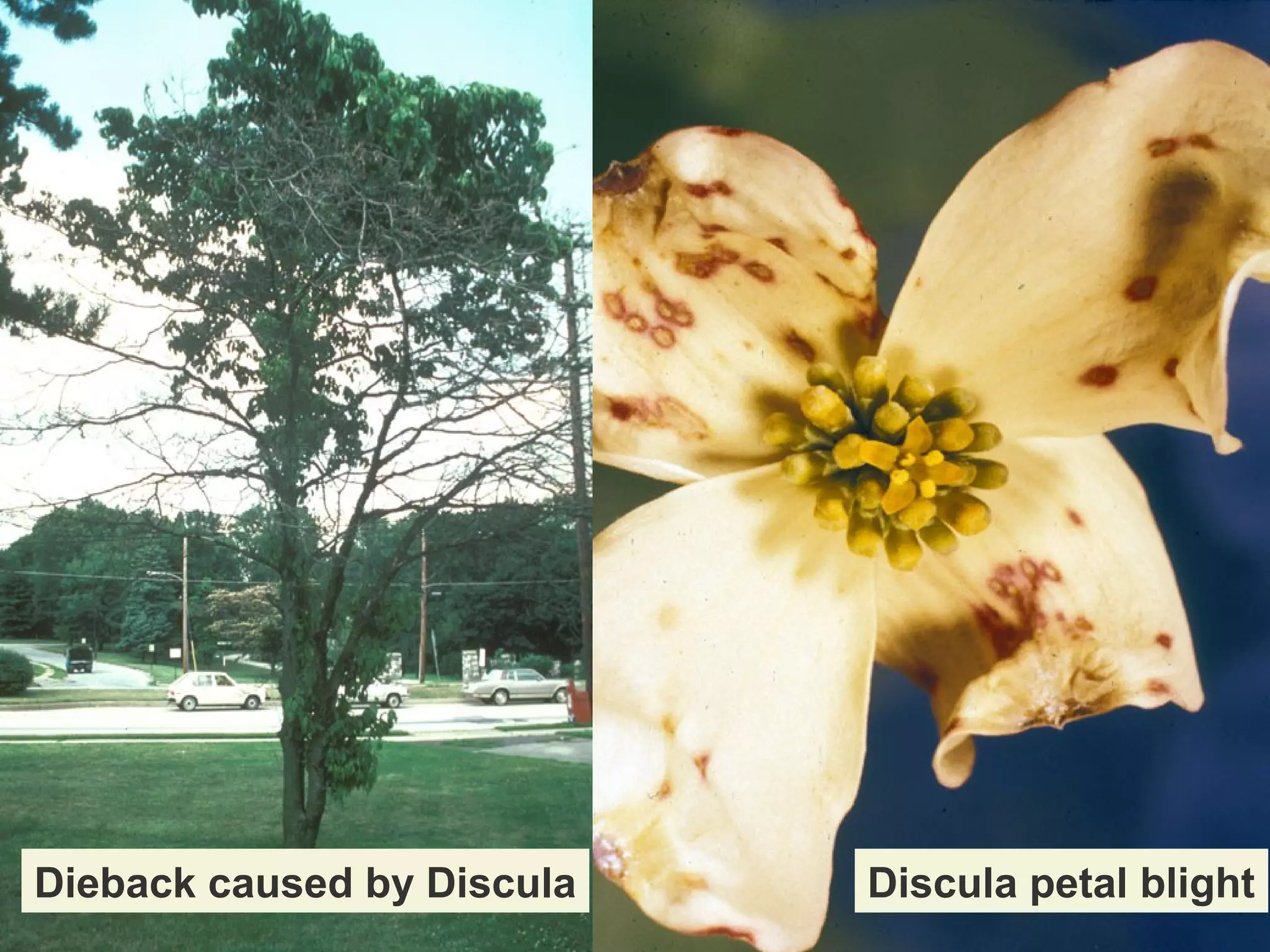 Dieback caused by Discula

Discula petal blight

 