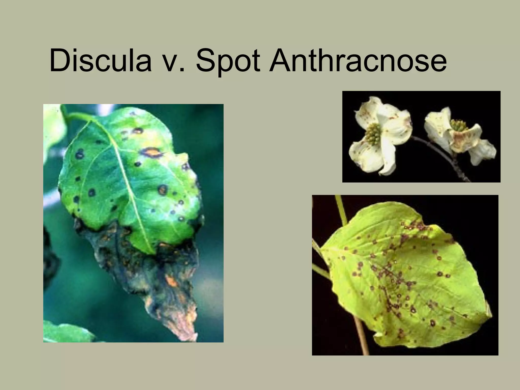 Discula v. Spot Anthracnose

 