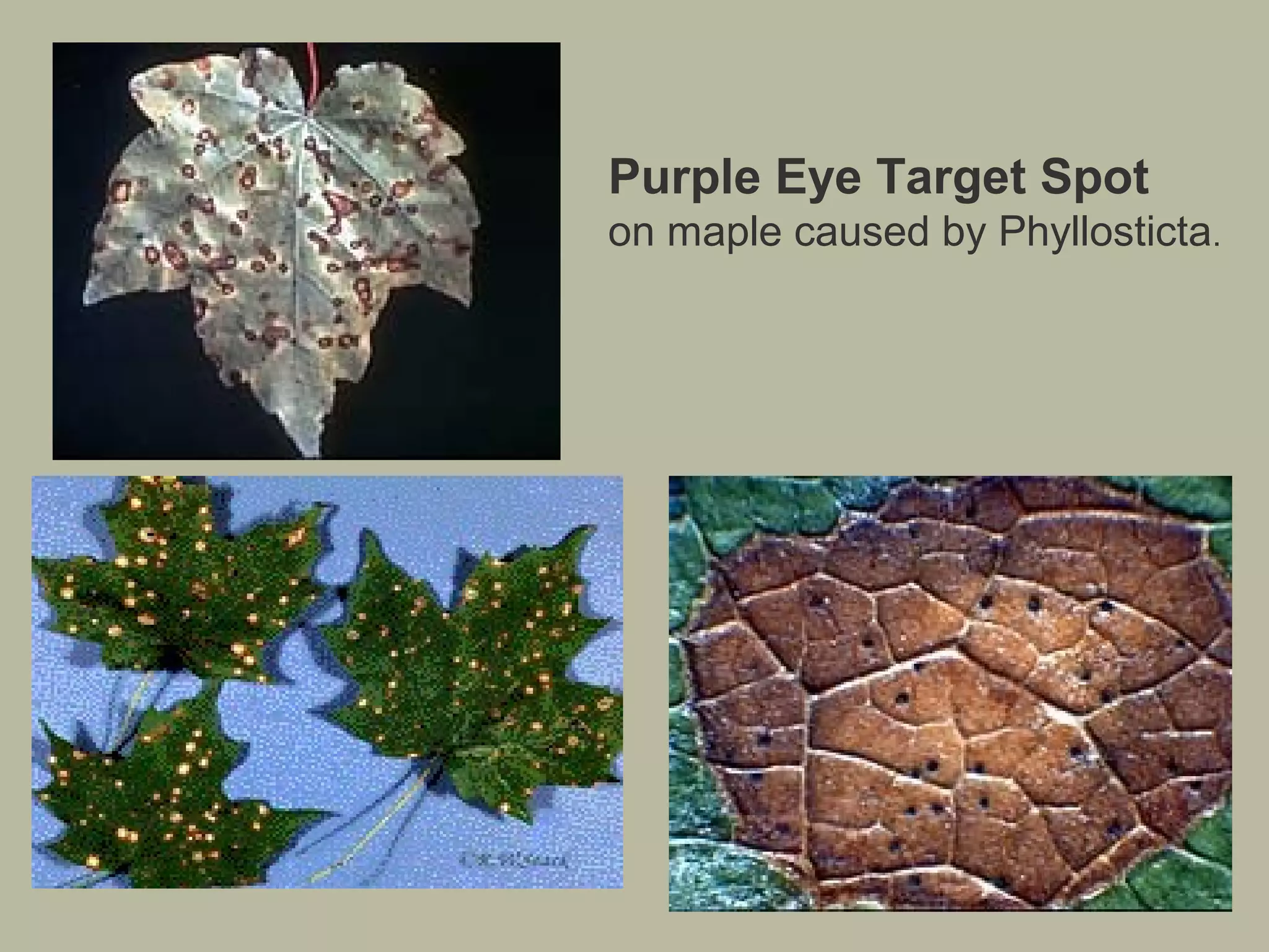 Purple Eye Target Spot
on maple caused by Phyllosticta.

 