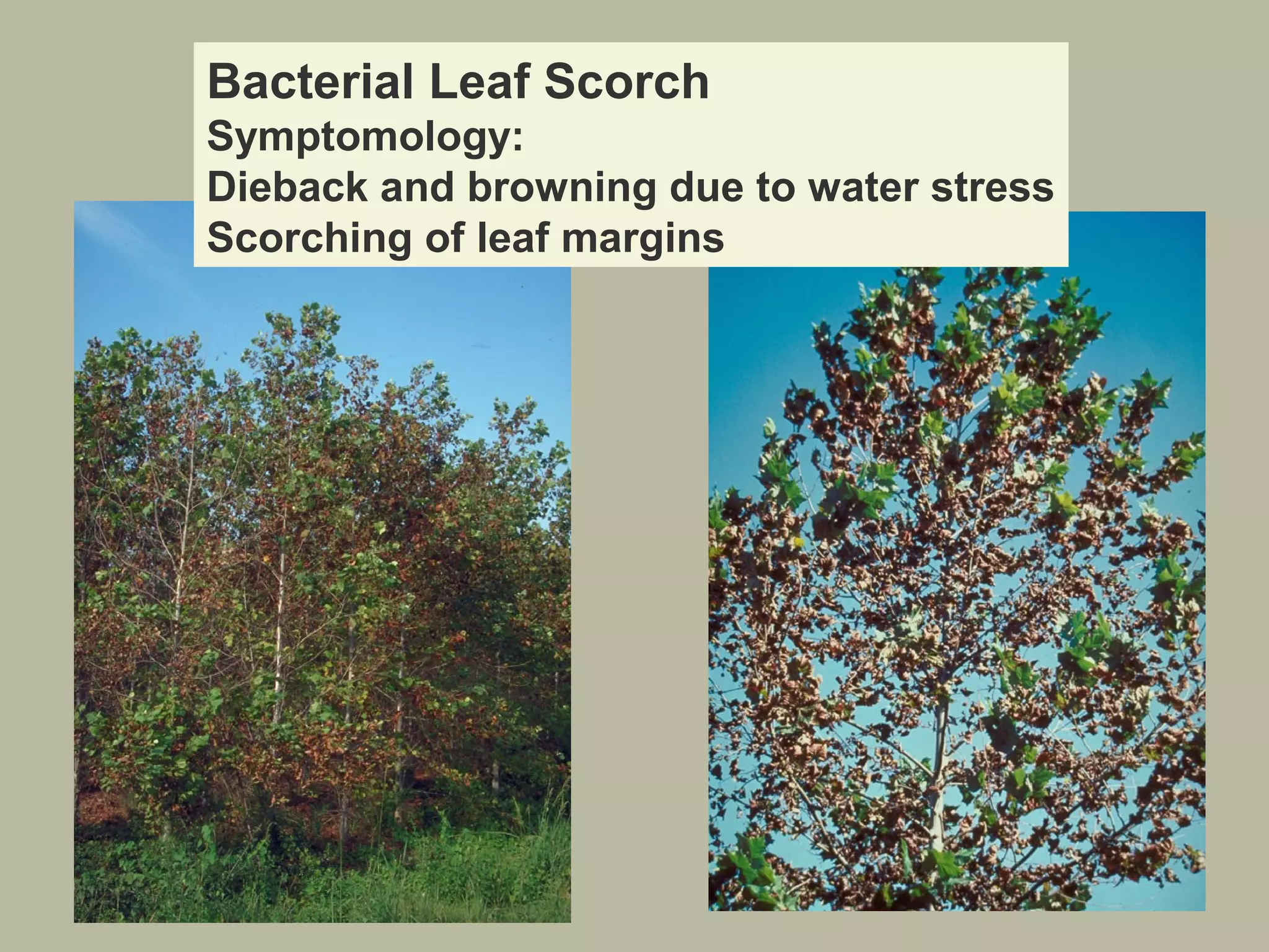 Bacterial Leaf Scorch
Symptomology:
Dieback and browning due to water stress
Scorching of leaf margins

 