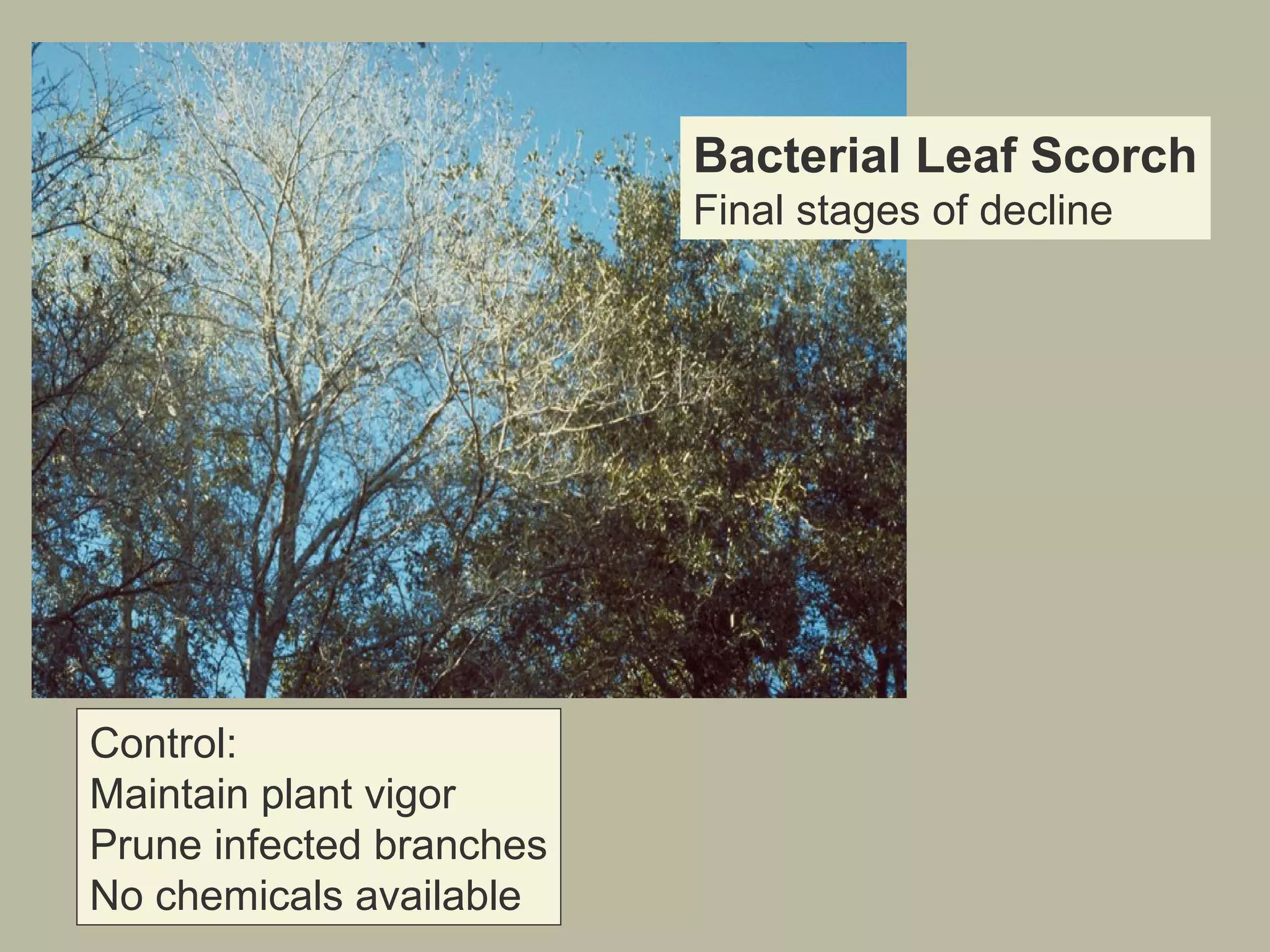 Bacterial Leaf Scorch
Final stages of decline

Control:
Maintain plant vigor
Prune infected branches
No chemicals available

 