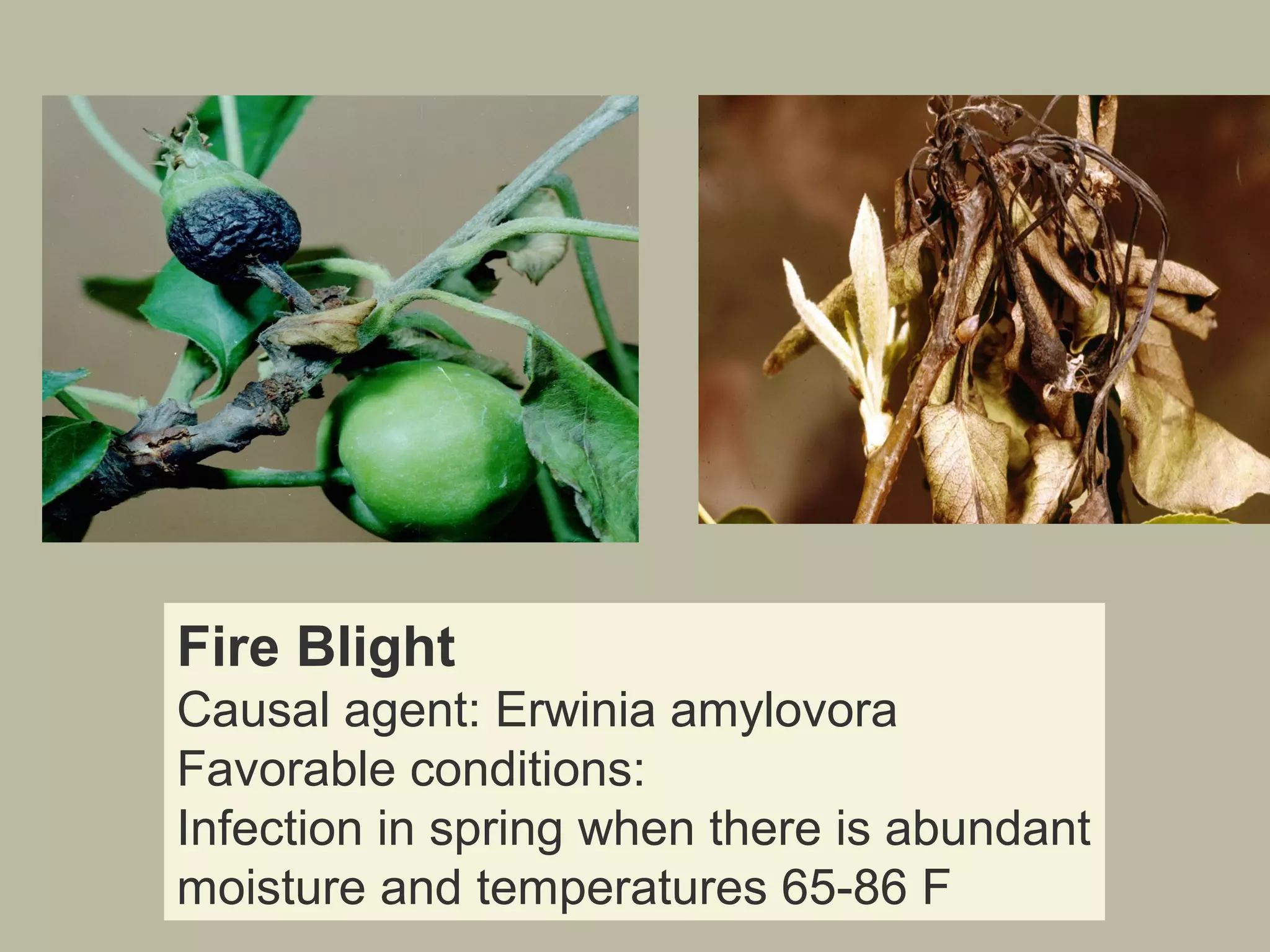 Fire Blight
Causal agent: Erwinia amylovora
Favorable conditions:
Infection in spring when there is abundant
moisture and temperatures 65-86 F

 