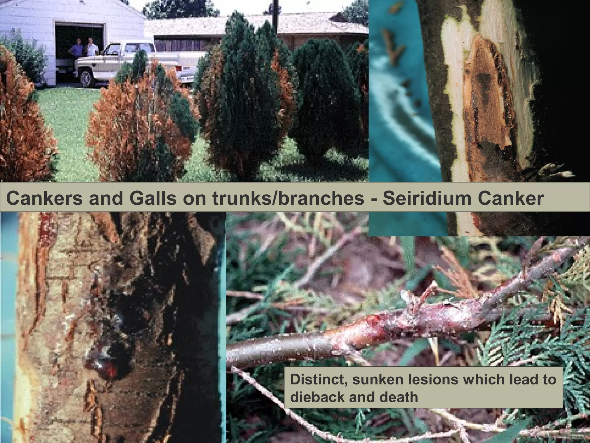 Cankers and Galls on trunks/branches - Seiridium Canker

Distinct, sunken lesions which lead to
dieback and death

 