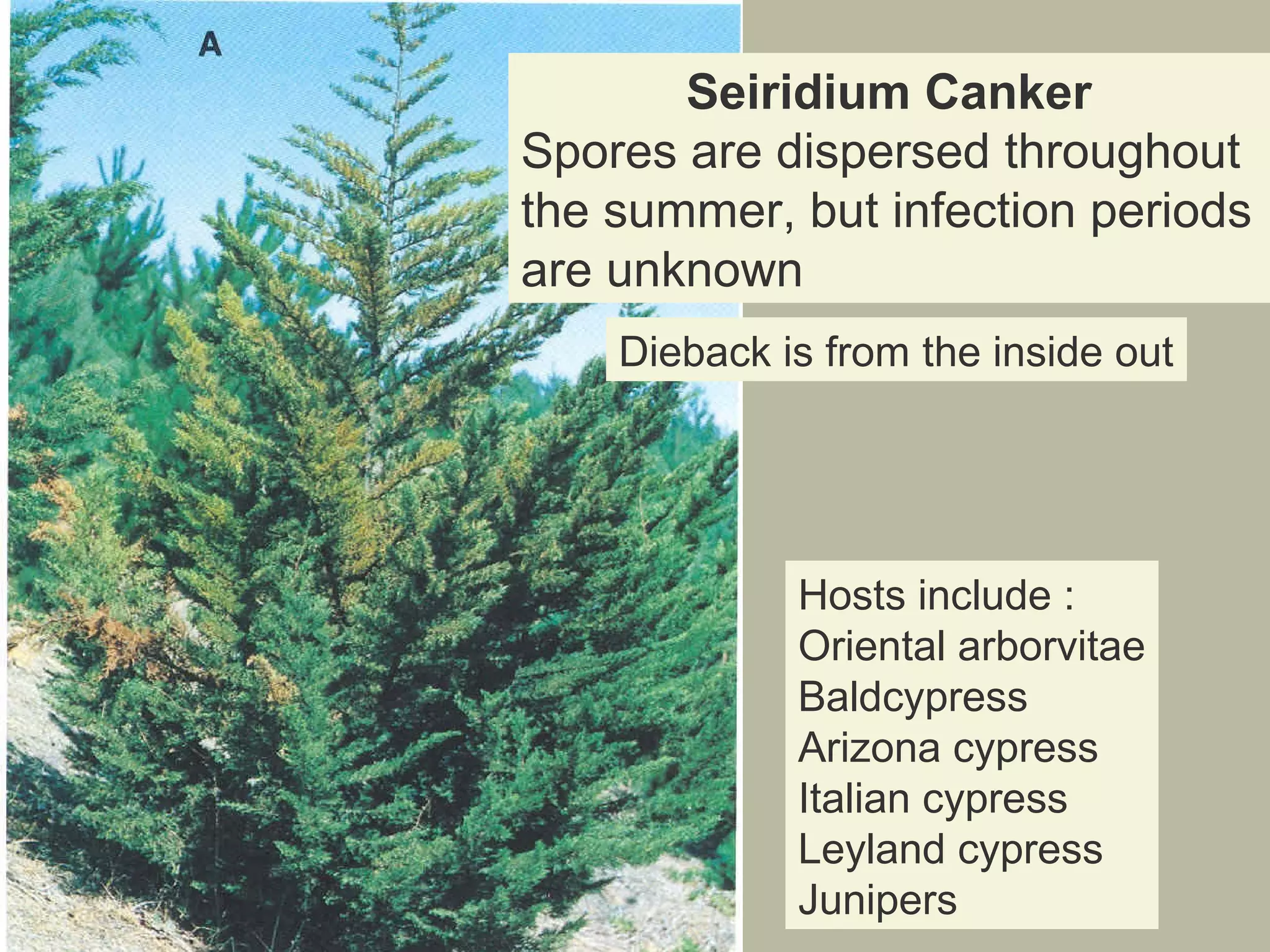 Seiridium Canker
Spores are dispersed throughout
the summer, but infection periods
are unknown
Dieback is from the inside out

Hosts include :
Oriental arborvitae
Baldcypress
Arizona cypress
Italian cypress
Leyland cypress
Junipers

 