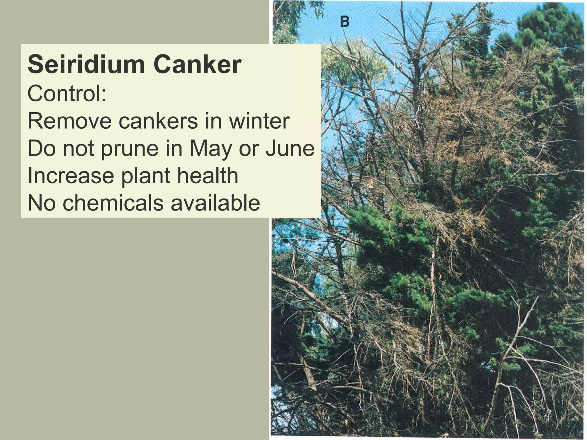 Seiridium Canker
Control:
Remove cankers in winter
Do not prune in May or June
Increase plant health
No chemicals available

 