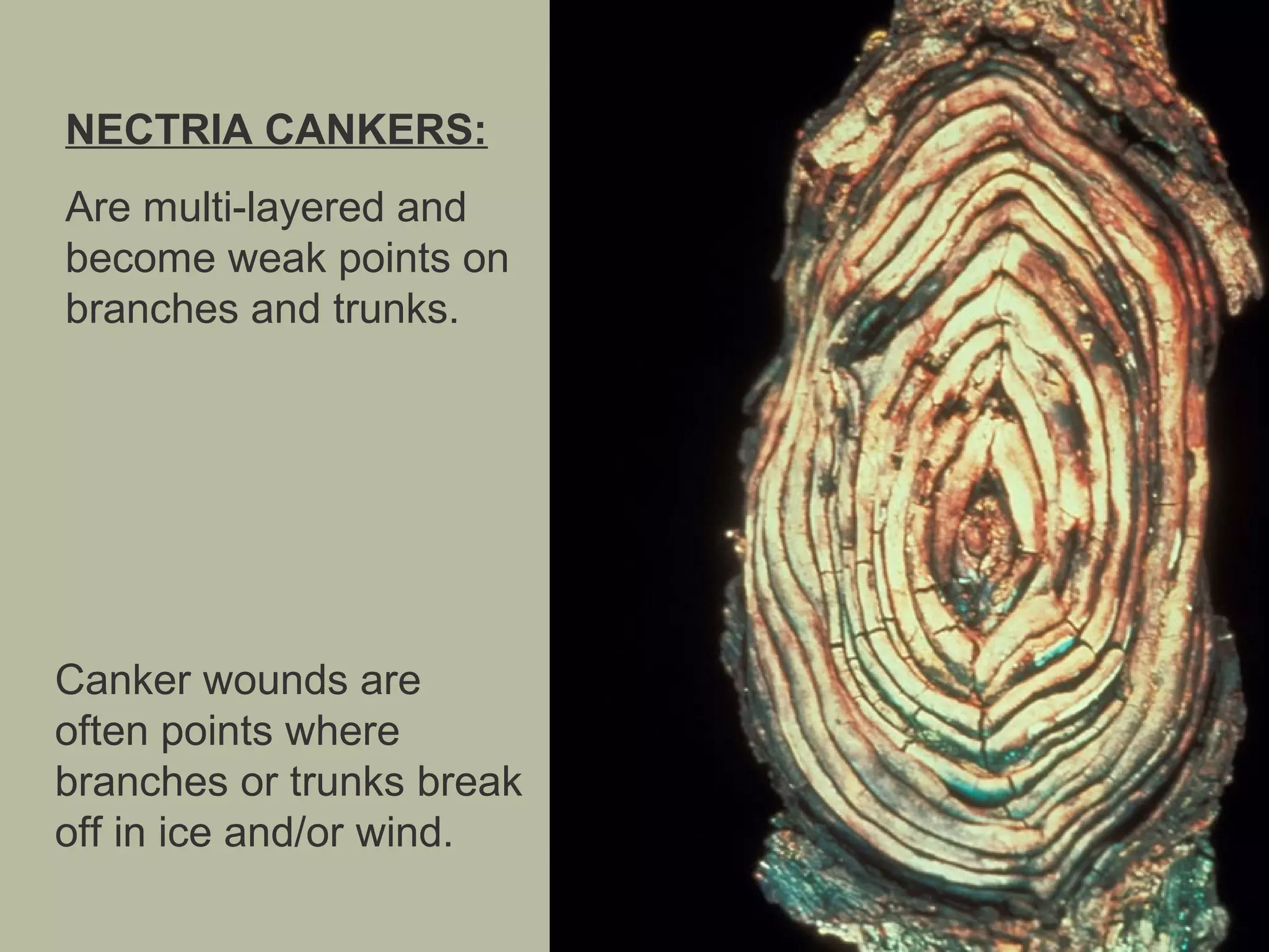 NECTRIA CANKERS:
Are multi-layered and
become weak points on
branches and trunks.

Canker wounds are
often points where
branches or trunks break
off in ice and/or wind.

 