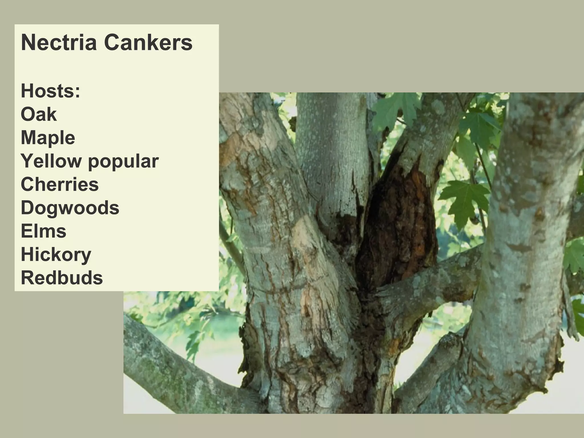 Nectria Cankers
Hosts:
Oak
Maple
Yellow popular
Cherries
Dogwoods
Elms
Hickory
Redbuds

 