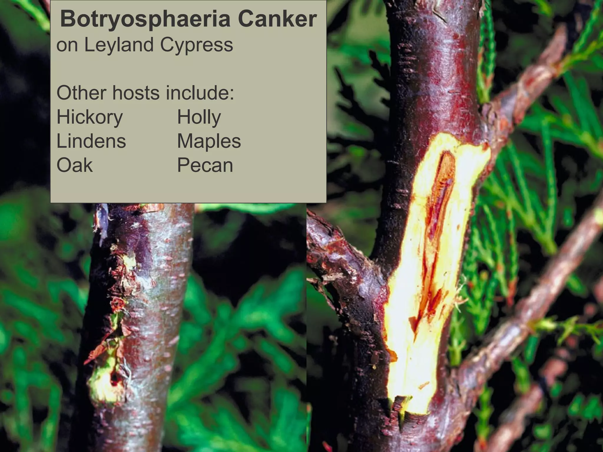 Botryosphaeria Canker
on Leyland Cypress
Other hosts include:
Hickory
Holly
Lindens
Maples
Oak
Pecan

 