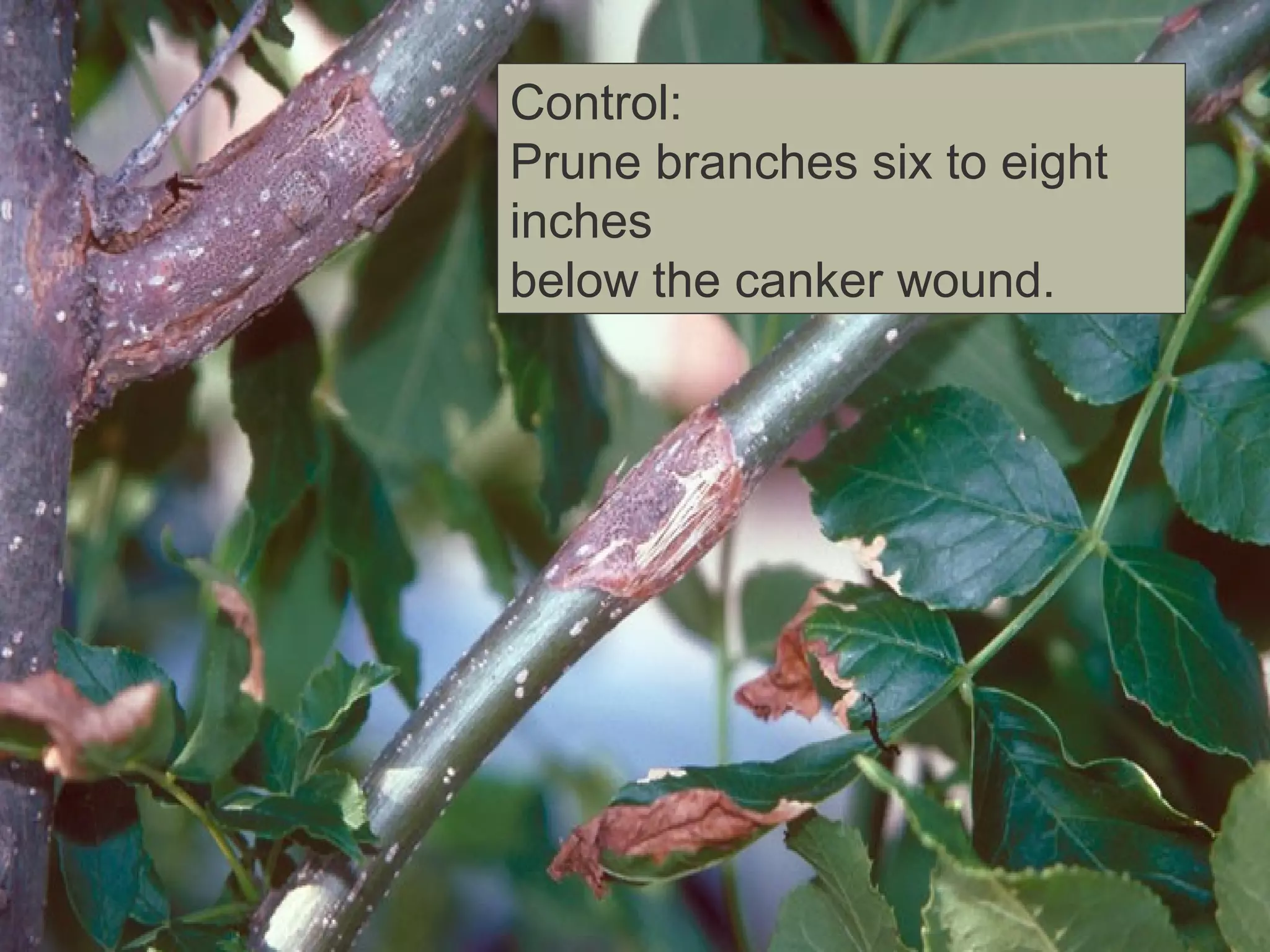 Control:
Prune branches six to eight
inches
below the canker wound.

 