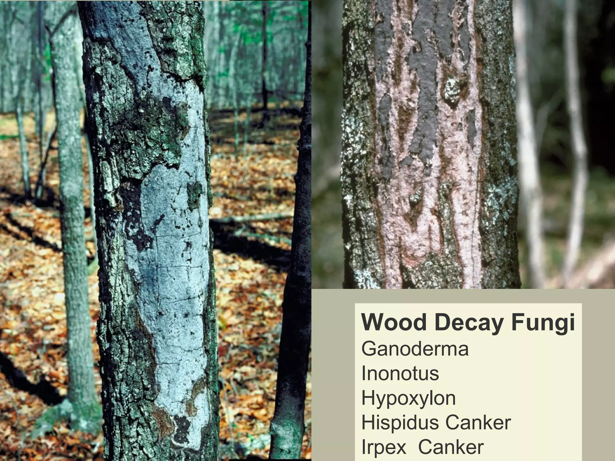Wood Decay Fungi
Ganoderma
Inonotus
Hypoxylon
Hispidus Canker
Irpex Canker

 