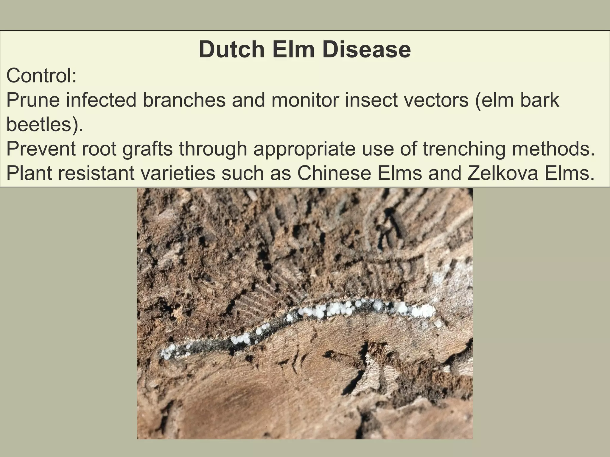 Dutch Elm Disease
Control:
Prune infected branches and monitor insect vectors (elm bark
beetles).
Prevent root grafts through appropriate use of trenching methods.
Plant resistant varieties such as Chinese Elms and Zelkova Elms.

 