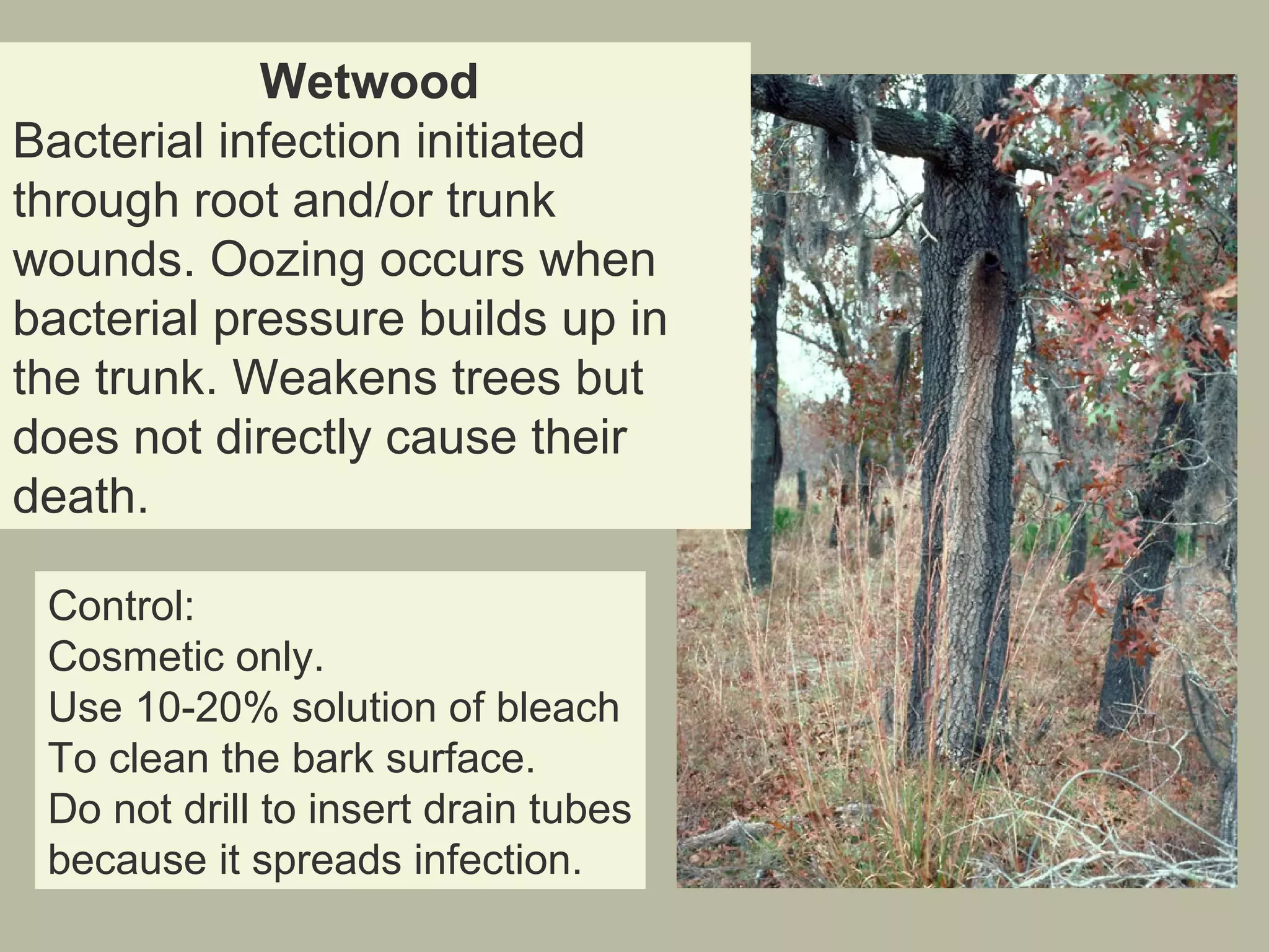 Wetwood
Bacterial infection initiated
through root and/or trunk
wounds. Oozing occurs when
bacterial pressure builds up in
the trunk. Weakens trees but
does not directly cause their
death.
Control:
Cosmetic only.
Use 10-20% solution of bleach
To clean the bark surface.
Do not drill to insert drain tubes
because it spreads infection.

 