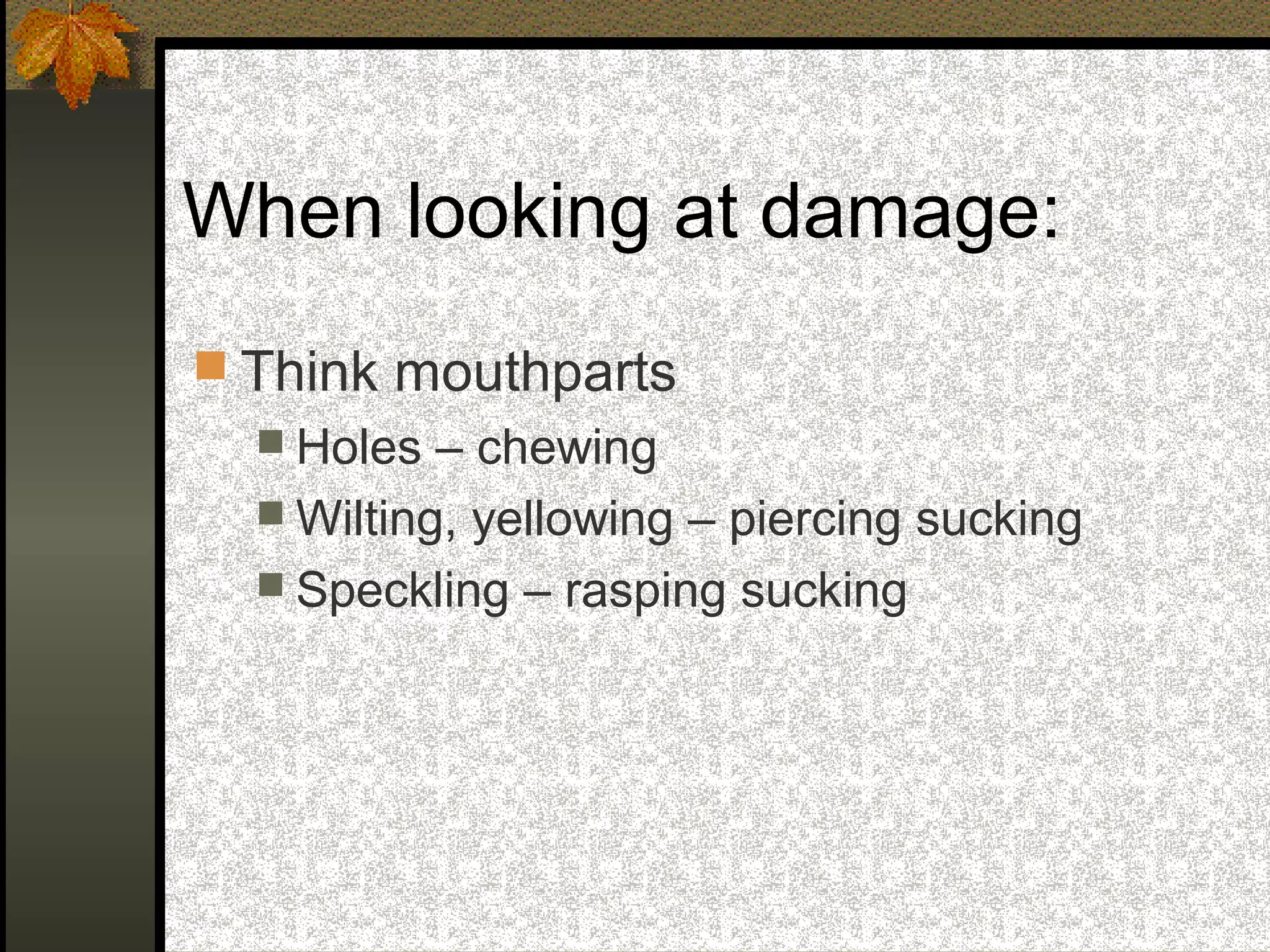 When looking at damage:
 Think mouthparts
 Holes

– chewing
 Wilting, yellowing – piercing sucking
 Speckling – rasping sucking

 