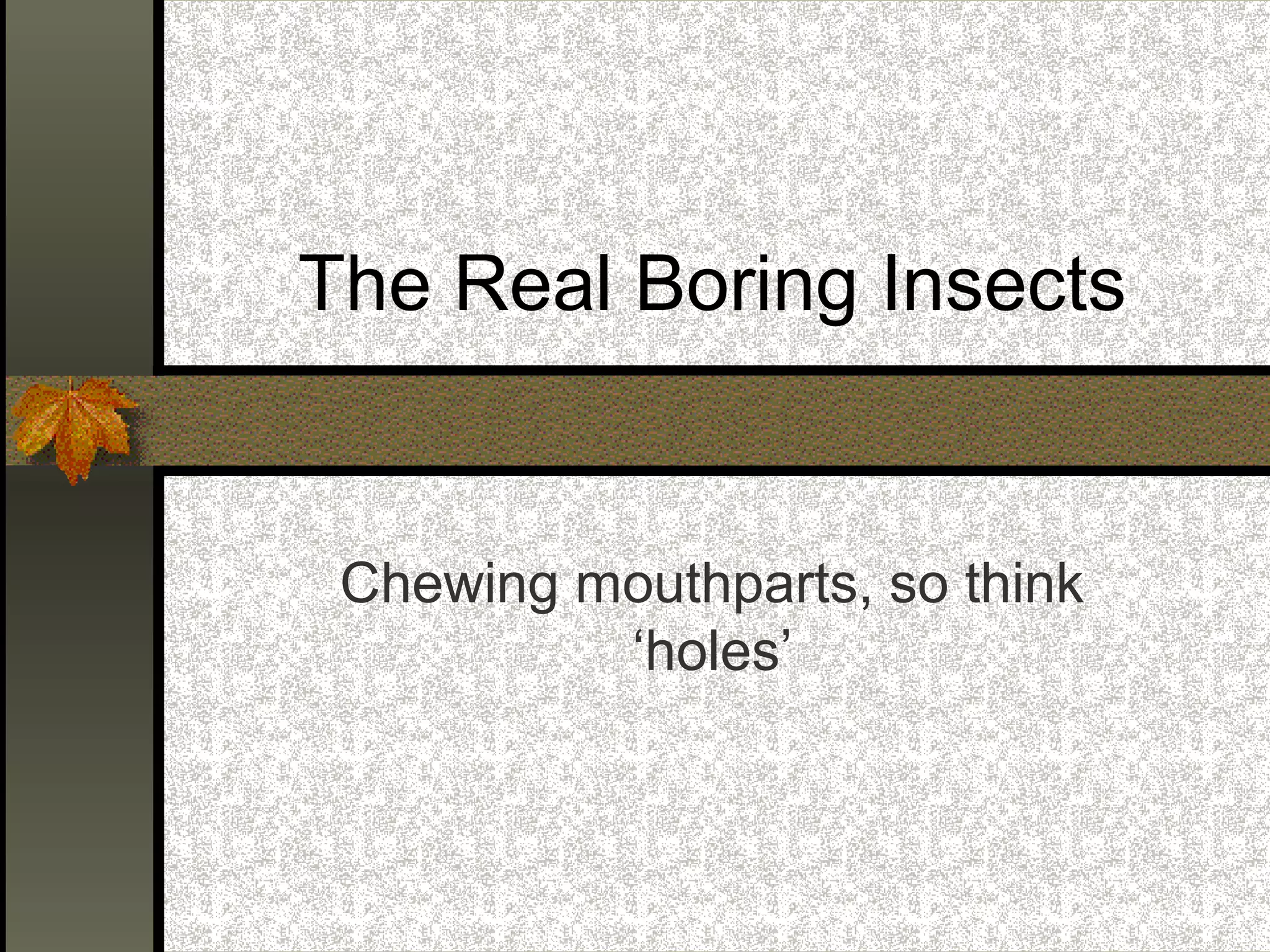 The Real Boring Insects

Chewing mouthparts, so think
‘holes’

 
