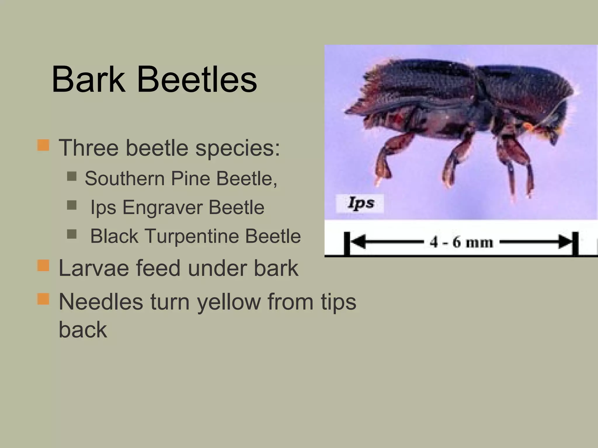 Bark Beetles
 Three beetle species:
 Southern Pine Beetle,
 Ips Engraver Beetle
 Black Turpentine Beetle
 Larvae feed under bark
 Needles turn yellow from tips

back

 