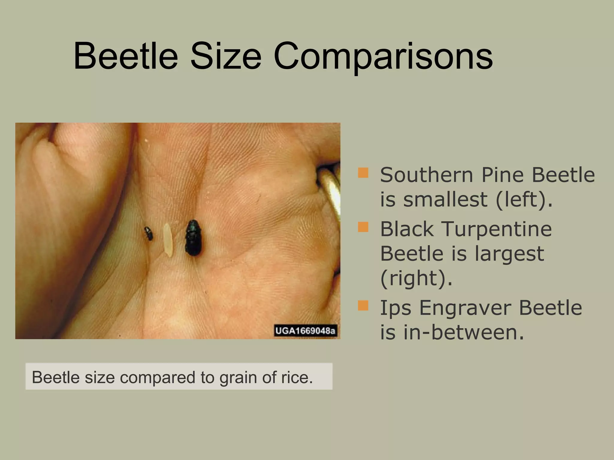 Beetle Size Comparisons
 Southern Pine Beetle

is smallest (left).
 Black Turpentine
Beetle is largest
(right).
 Ips Engraver Beetle
is in-between.
Beetle size compared to grain of rice.

 