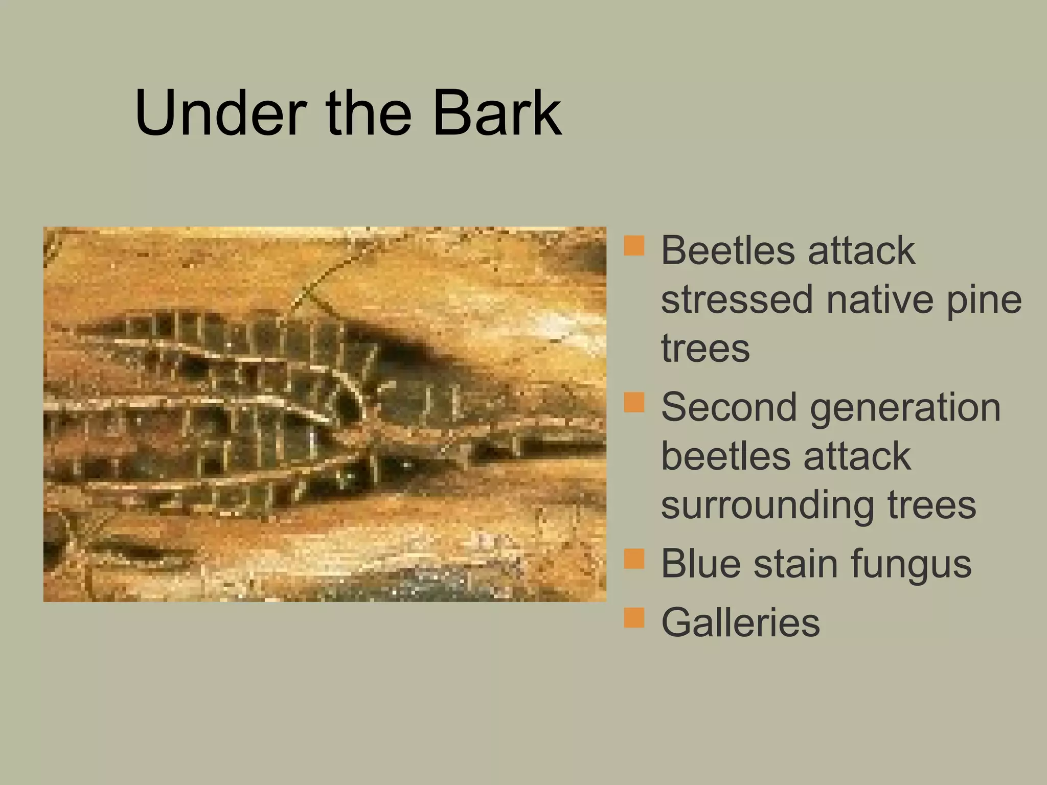 Under the Bark
 Beetles attack

stressed native pine
trees
 Second generation
beetles attack
surrounding trees
 Blue stain fungus
 Galleries

 