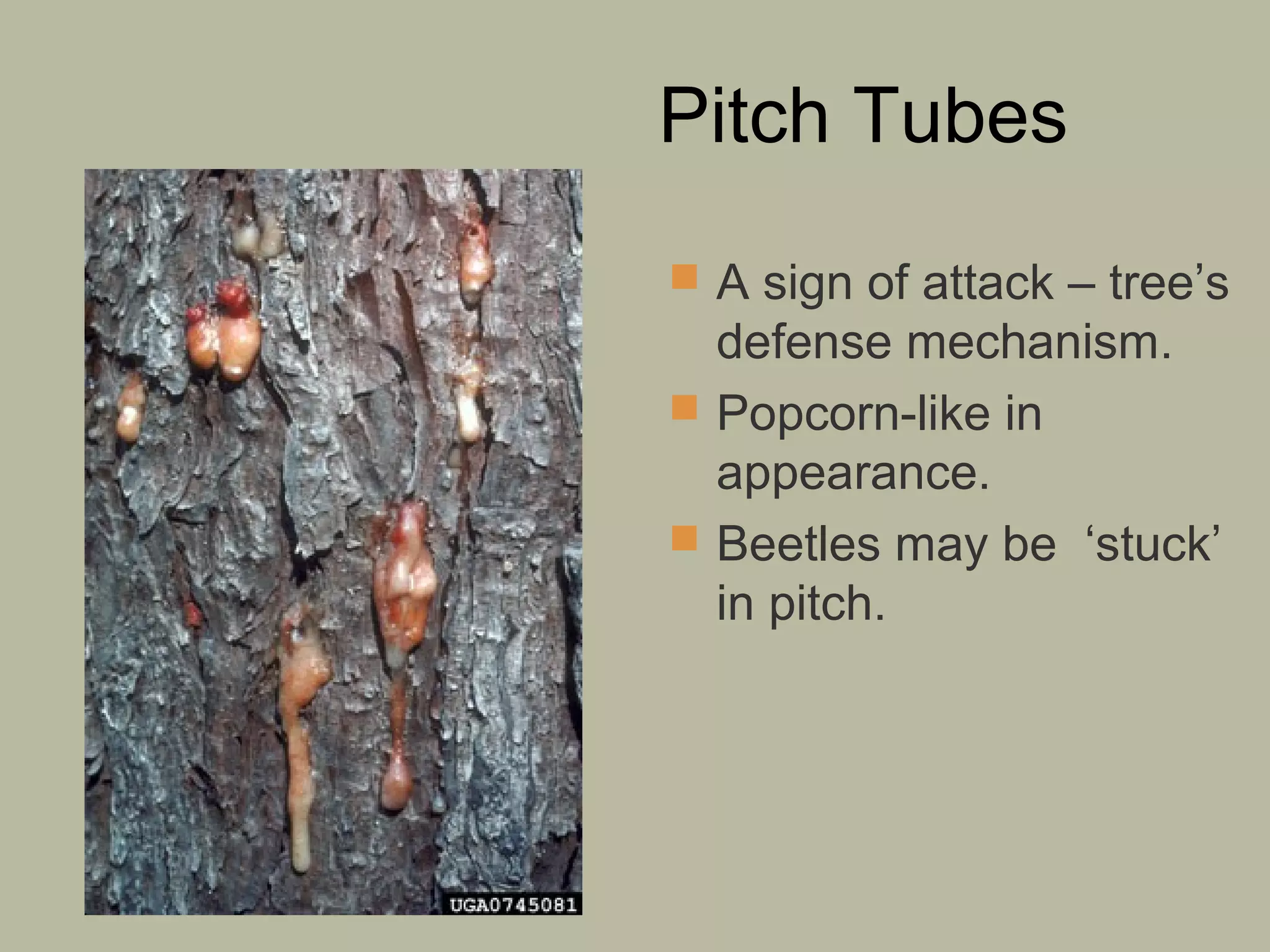 Pitch Tubes
 A sign of attack – tree’s

defense mechanism.
 Popcorn-like in
appearance.
 Beetles may be ‘stuck’
in pitch.

 