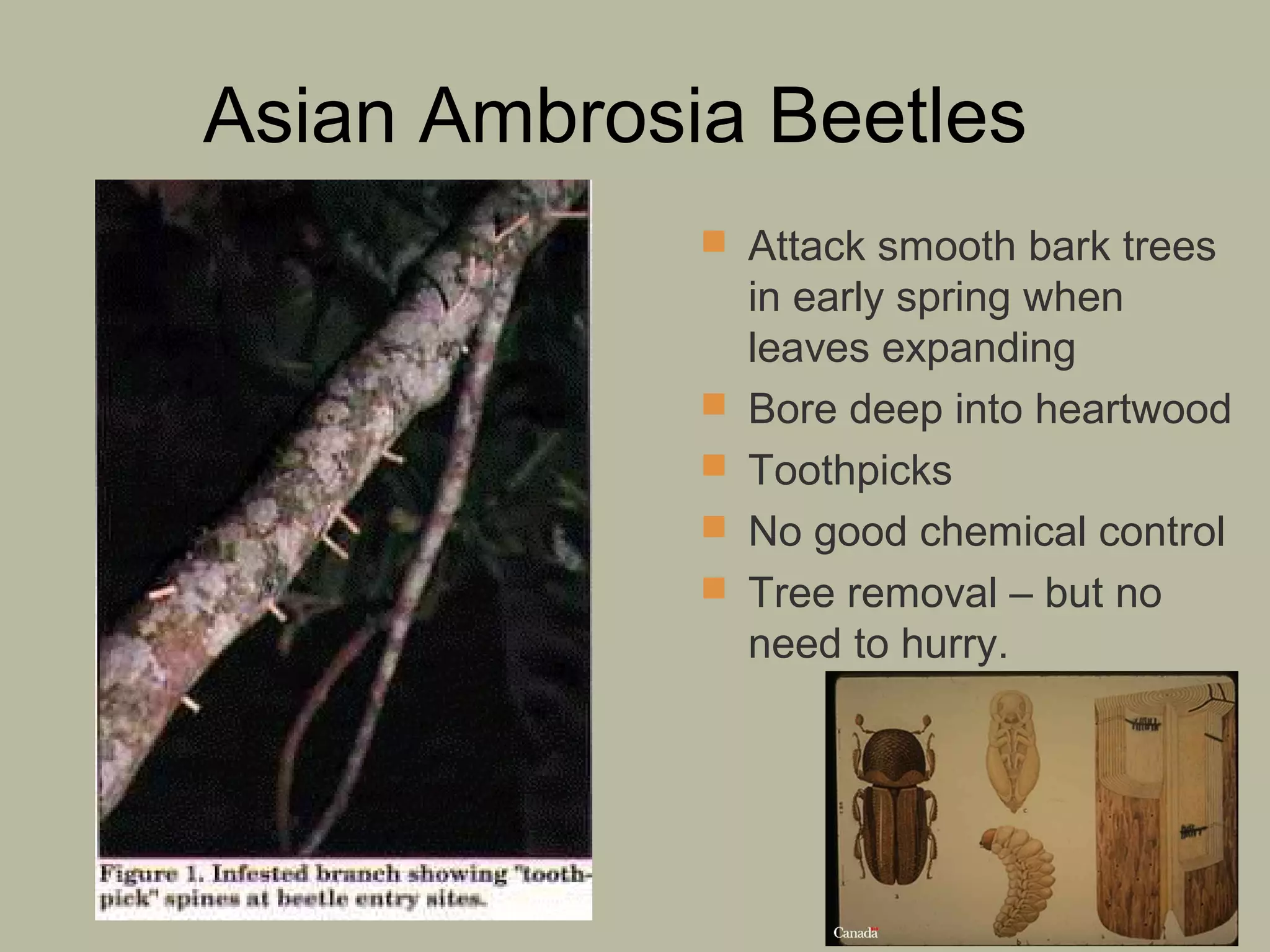 Asian Ambrosia Beetles
 Attack smooth bark trees






in early spring when
leaves expanding
Bore deep into heartwood
Toothpicks
No good chemical control
Tree removal – but no
need to hurry.

 