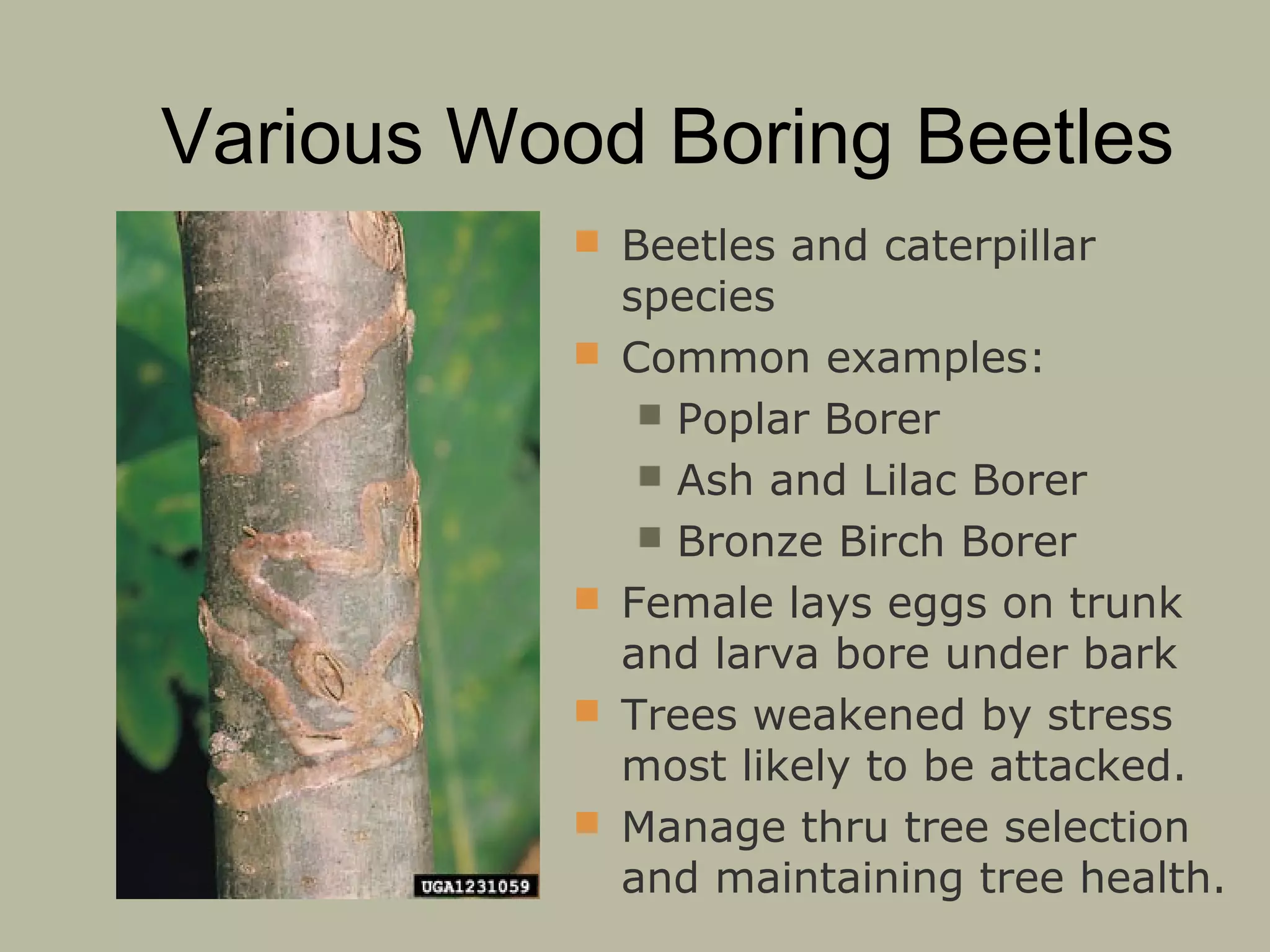 Various Wood Boring Beetles
 Beetles and caterpillar






species
Common examples:
 Poplar Borer
 Ash and Lilac Borer
 Bronze Birch Borer
Female lays eggs on trunk
and larva bore under bark
Trees weakened by stress
most likely to be attacked.
Manage thru tree selection
and maintaining tree health.

 