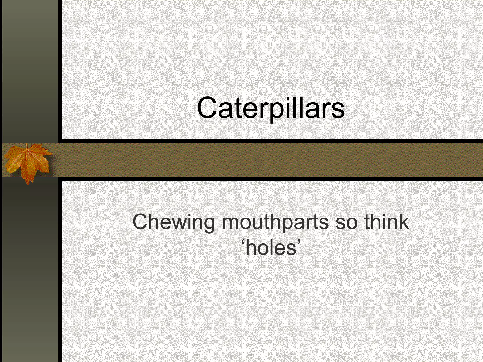 Caterpillars

Chewing mouthparts so think
‘holes’

 