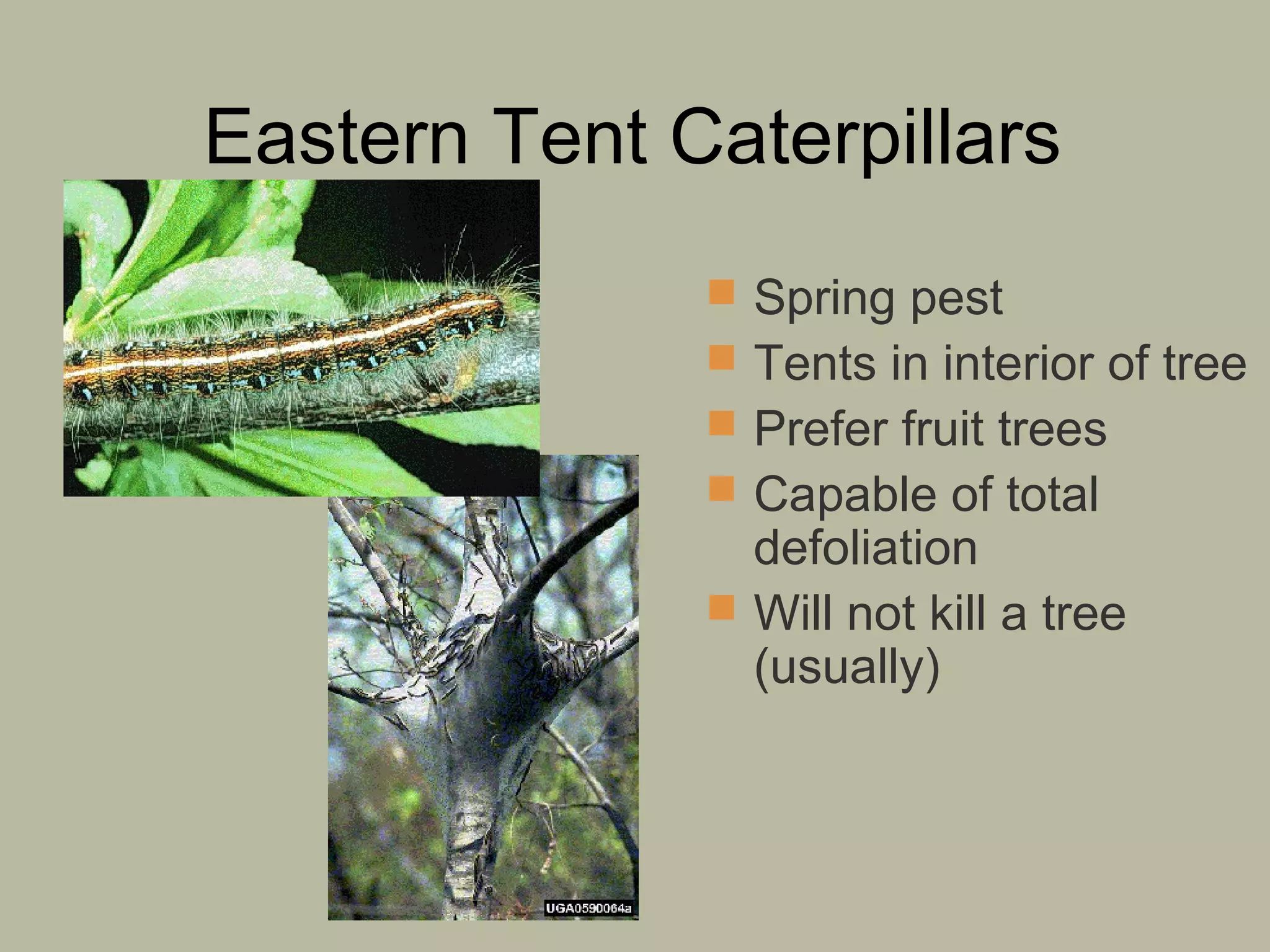Eastern Tent Caterpillars
 Spring pest
 Tents in interior of tree
 Prefer fruit trees
 Capable of total

defoliation
 Will not kill a tree
(usually)

 