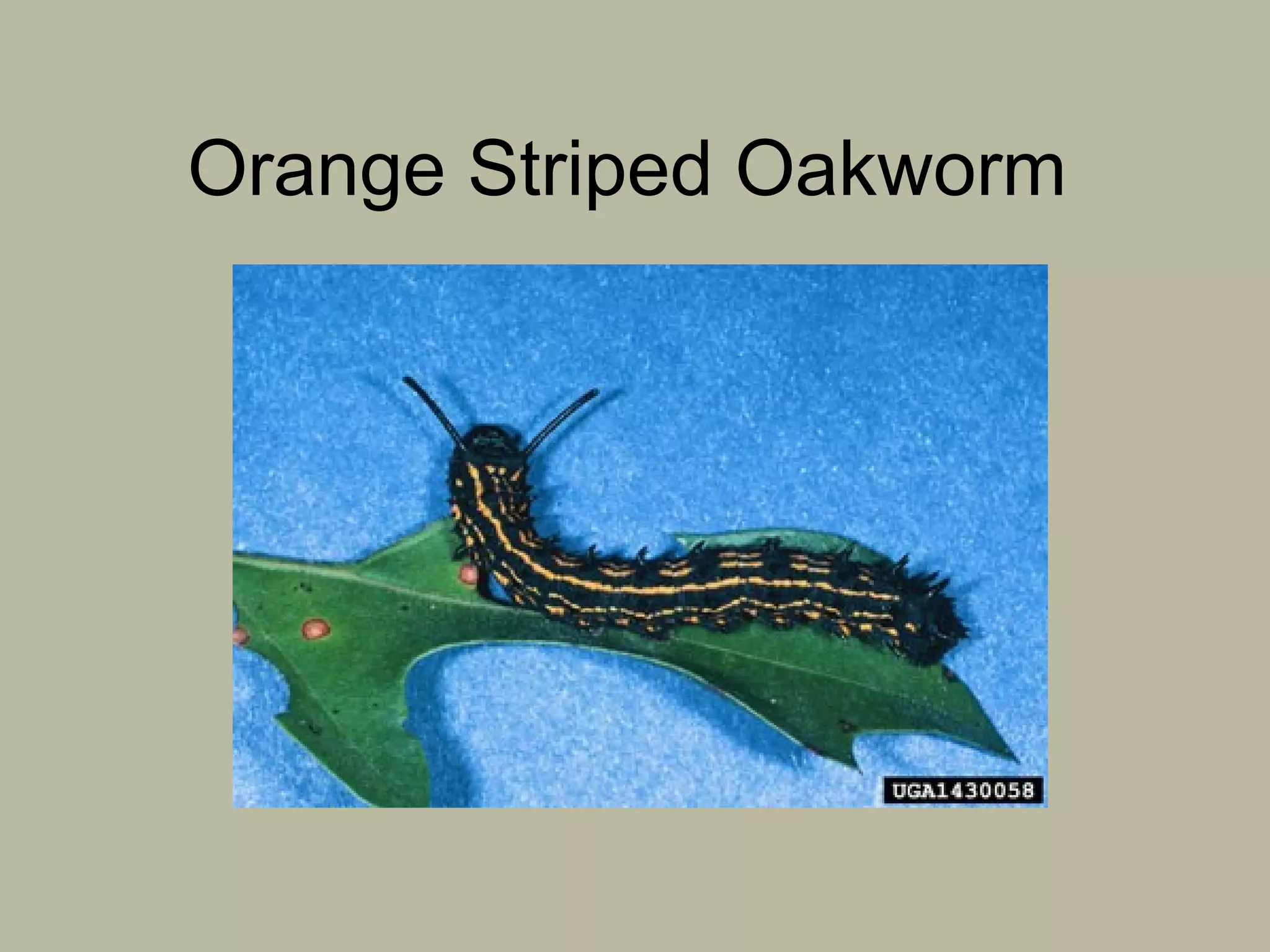 Orange Striped Oakworm


 