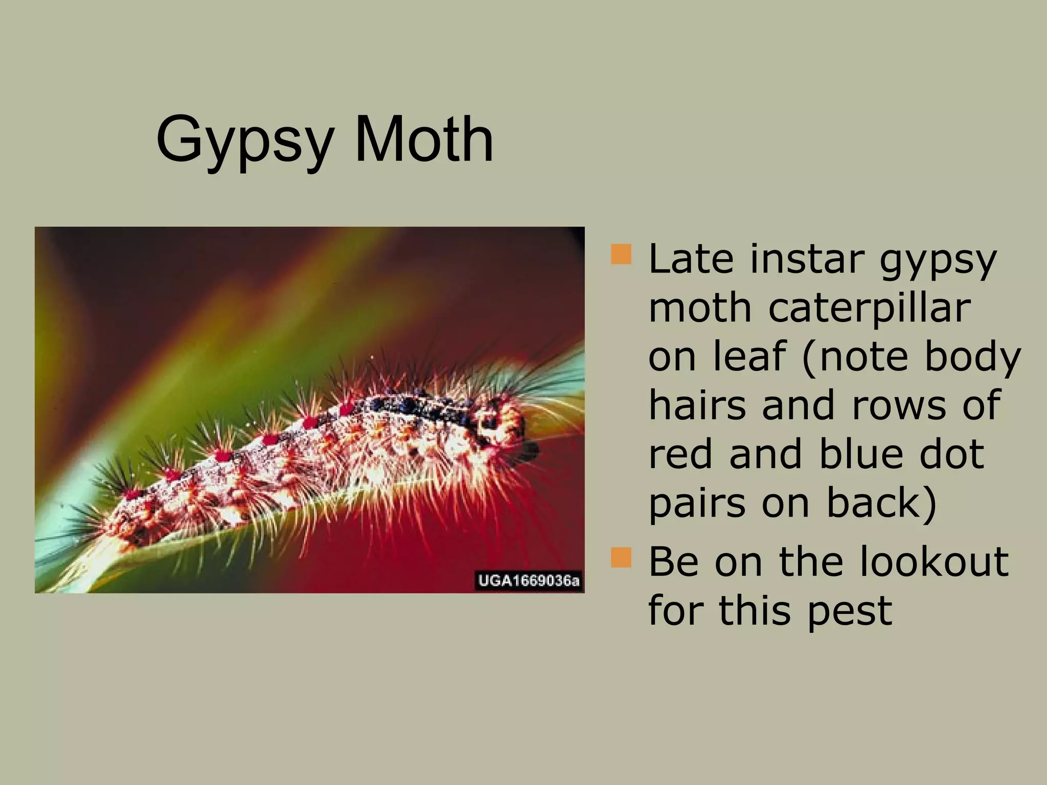 Gypsy Moth
 Late instar gypsy

moth caterpillar
on leaf (note body
hairs and rows of
red and blue dot
pairs on back)
 Be on the lookout
for this pest

 