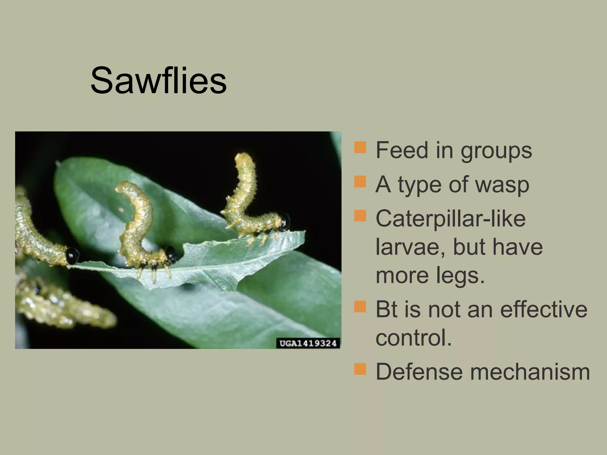 Sawflies
 Feed in groups
 A type of wasp
 Caterpillar-like

larvae, but have
more legs.
 Bt is not an effective
control.
 Defense mechanism

 