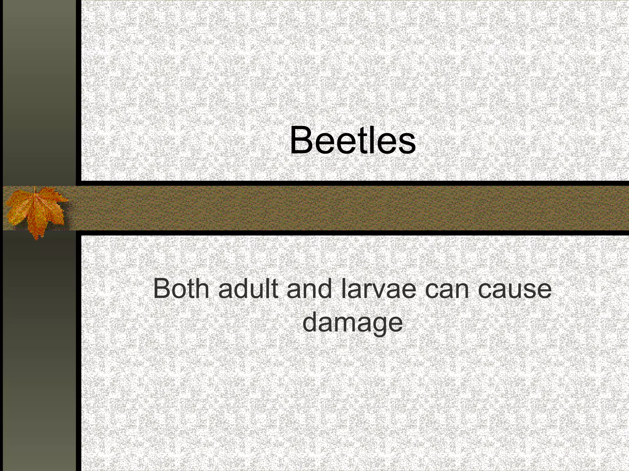 Beetles

Both adult and larvae can cause
damage

 